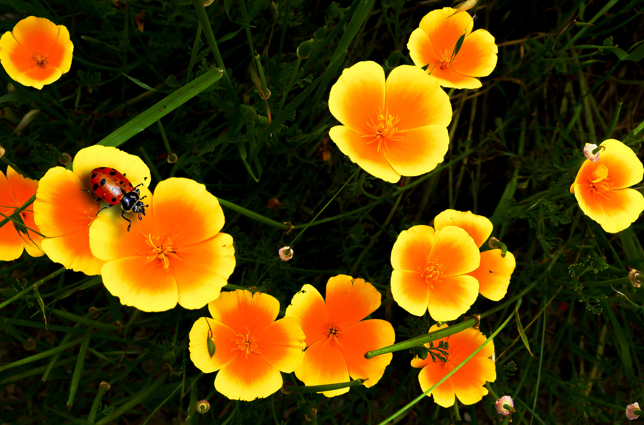 Sony Alpha NEX-7 sample photo. Lady and the poppies photography