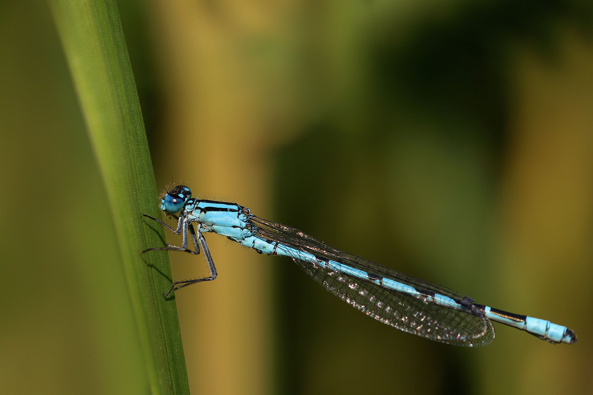 Sigma 105mm F2.8 EX DG OS HSM sample photo. Dsc photography