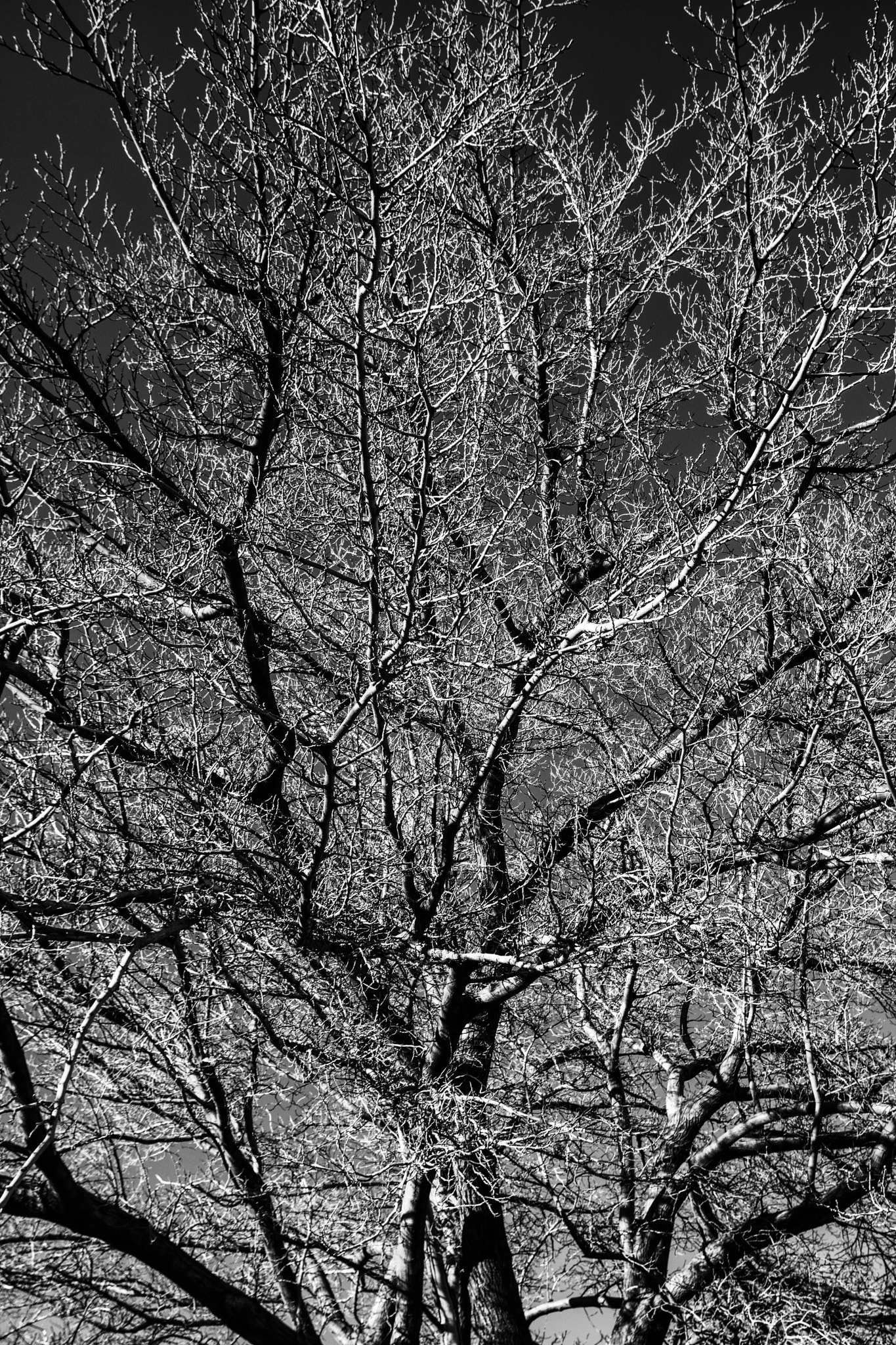 Canon EOS 750D (EOS Rebel T6i / EOS Kiss X8i) + Tamron AF 19-35mm f/3.5-4.5 sample photo. A tree in arizona photography