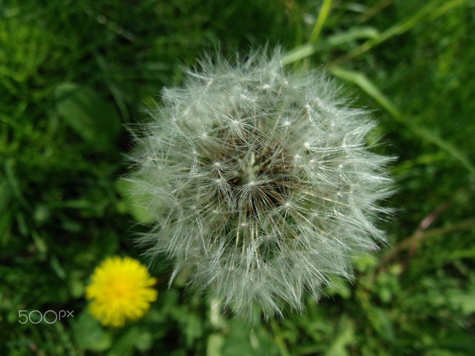 Kodak PIXPRO FZ151 sample photo. Dandelion photography