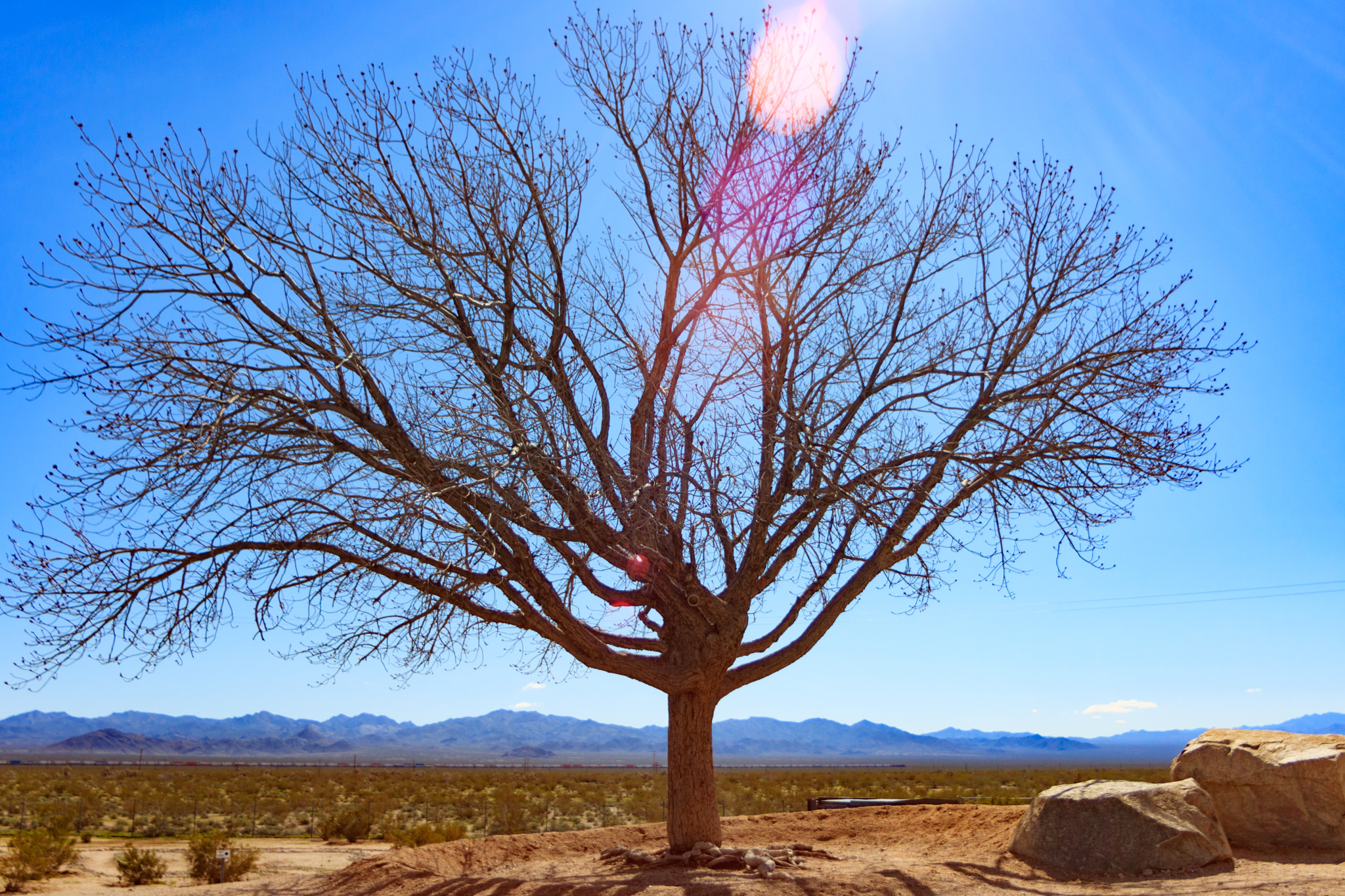 Canon EOS 750D (EOS Rebel T6i / EOS Kiss X8i) + Tamron AF 19-35mm f/3.5-4.5 sample photo. A lonely tree in ludlow photography