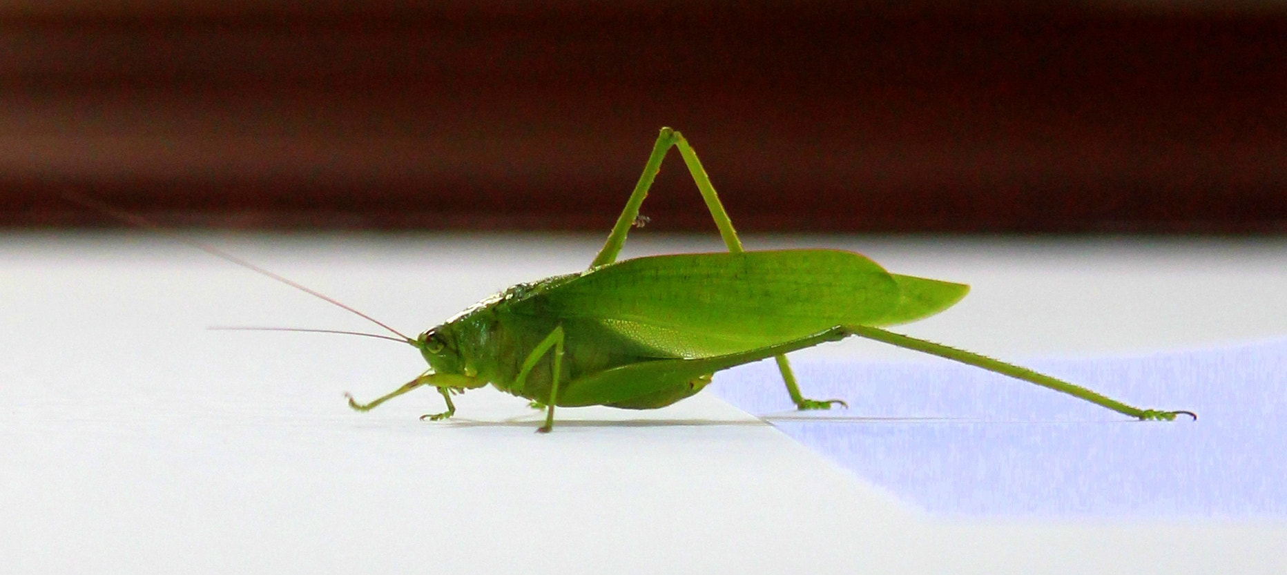 Canon EF-S 55-250mm F4-5.6 IS II sample photo. Grasshopper photography