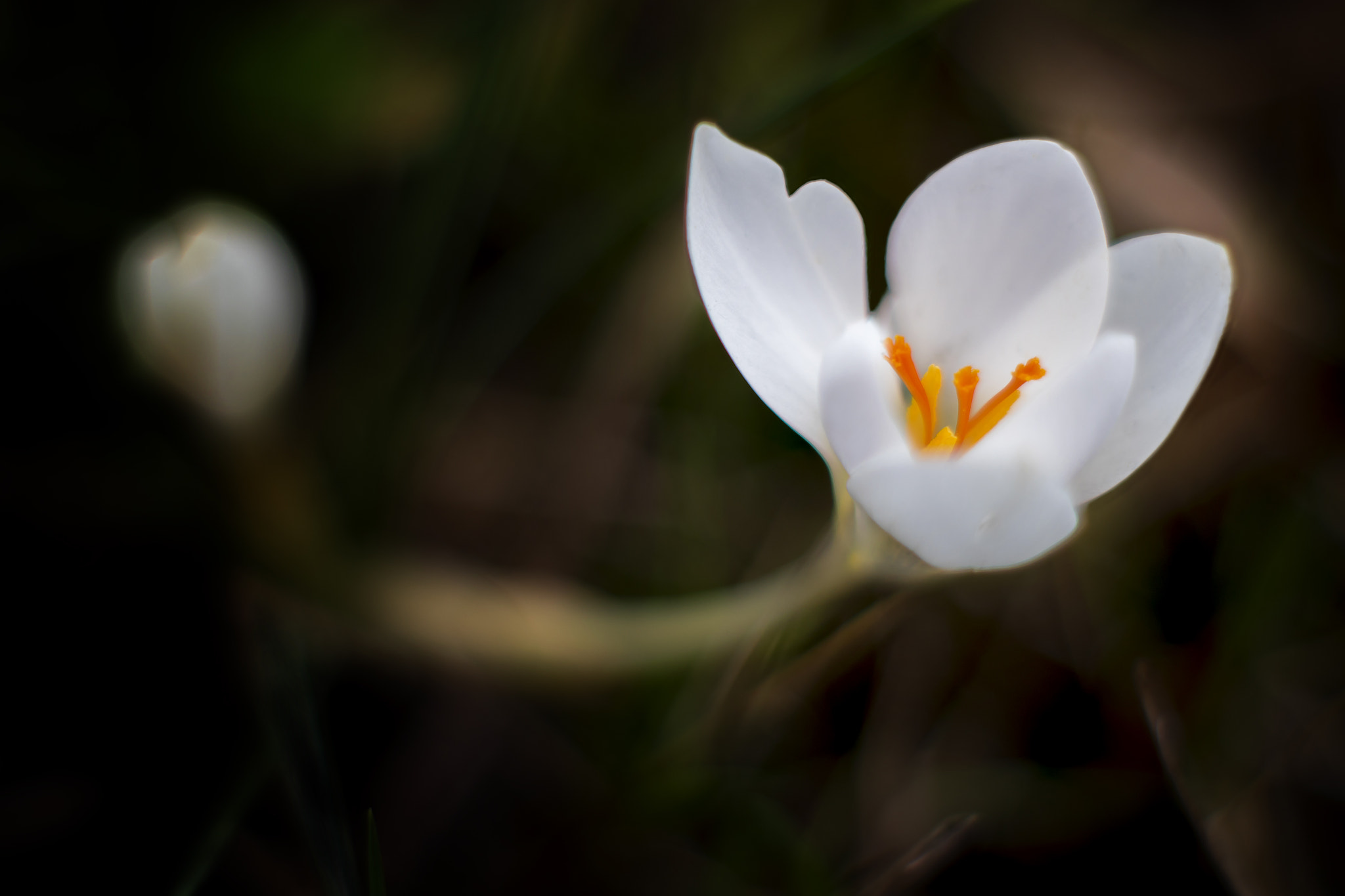 Canon EF 35-80mm f/4-5.6 sample photo. Out of the dark photography