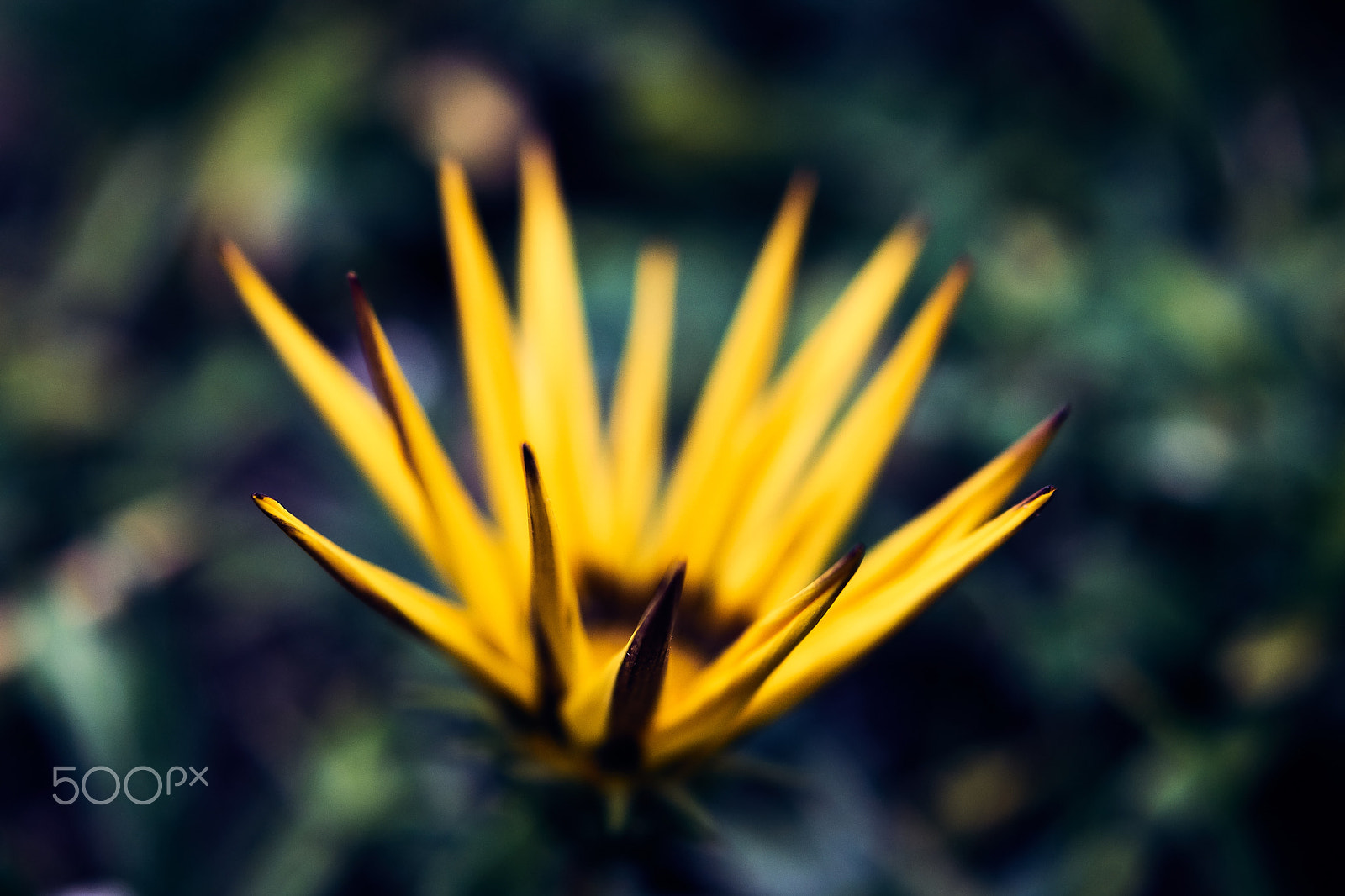 Sony ILCA-77M2 + Sony DT 30mm F2.8 Macro SAM sample photo. Psychoflower photography
