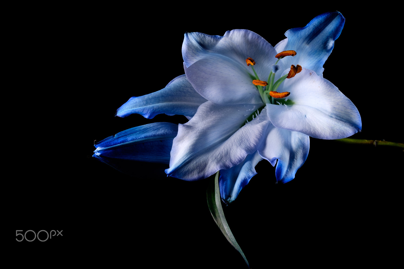 Fujifilm X-T1 + Fujifilm XF 90mm F2 R LM WR sample photo. Blue oriental lily photography