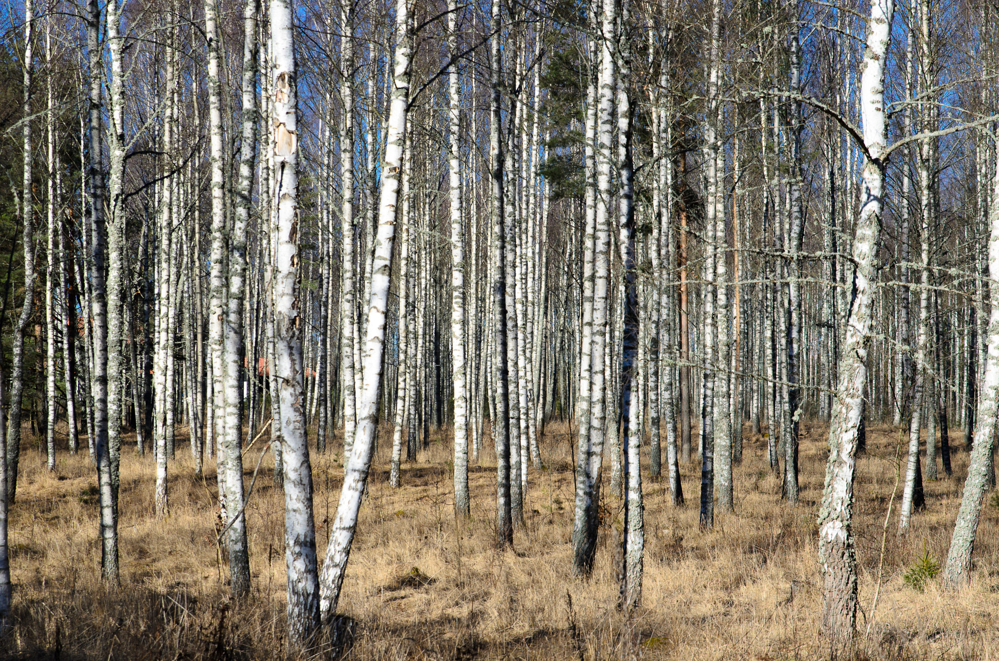 Tamron SP 24-70mm F2.8 Di VC USD sample photo. Birch tree woods photography