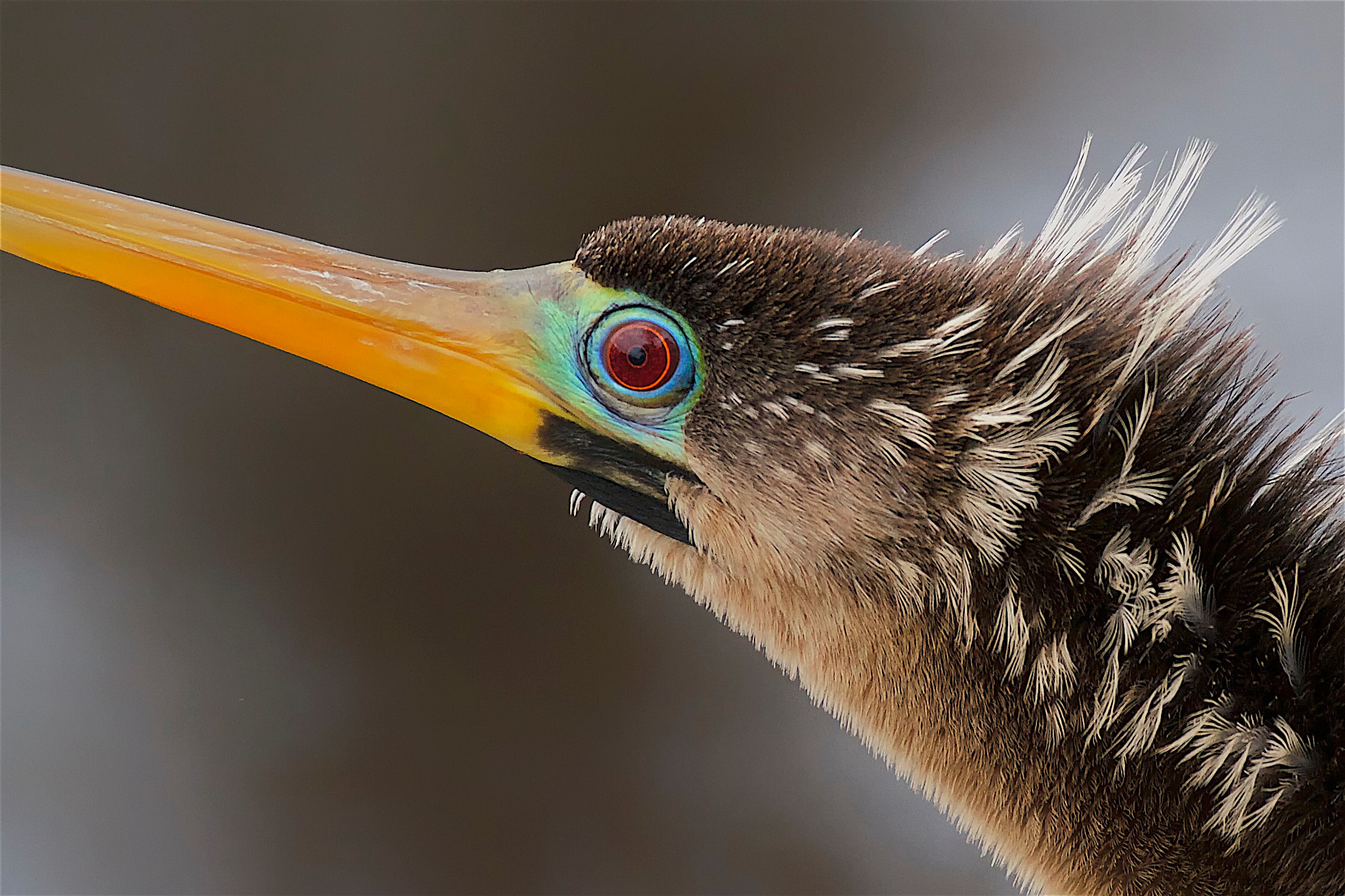 Canon EF 70-300mm F4-5.6L IS USM sample photo. The eye of a snake bird photography