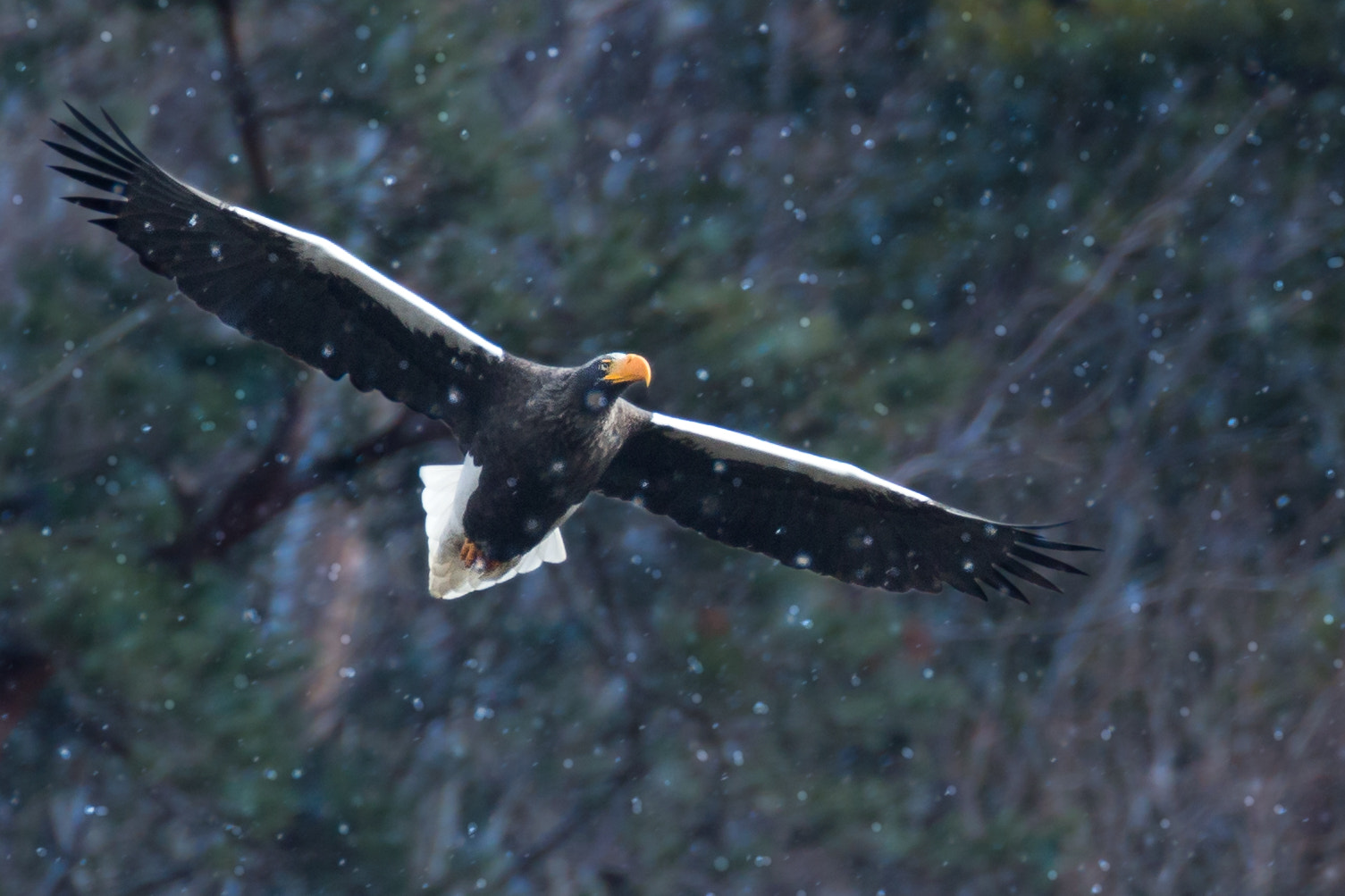 Canon EF 800mm F5.6L IS USM sample photo. オオワシ photography