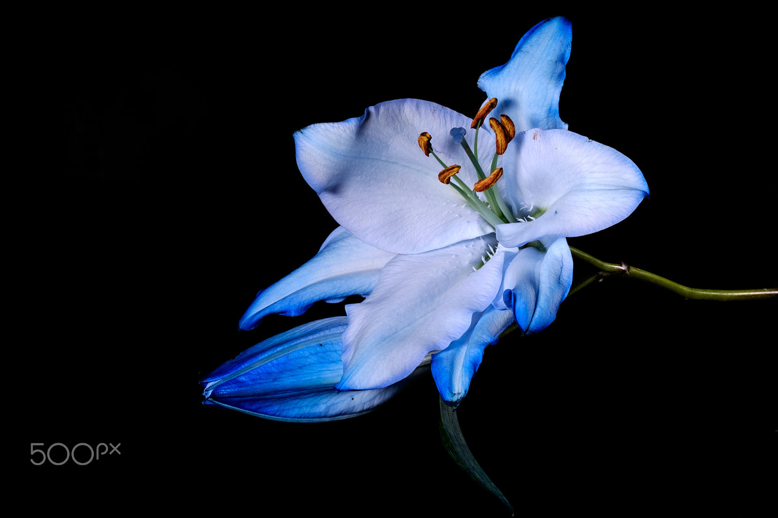 Fujifilm XF 90mm F2 R LM WR sample photo. Blue oriental lily photography