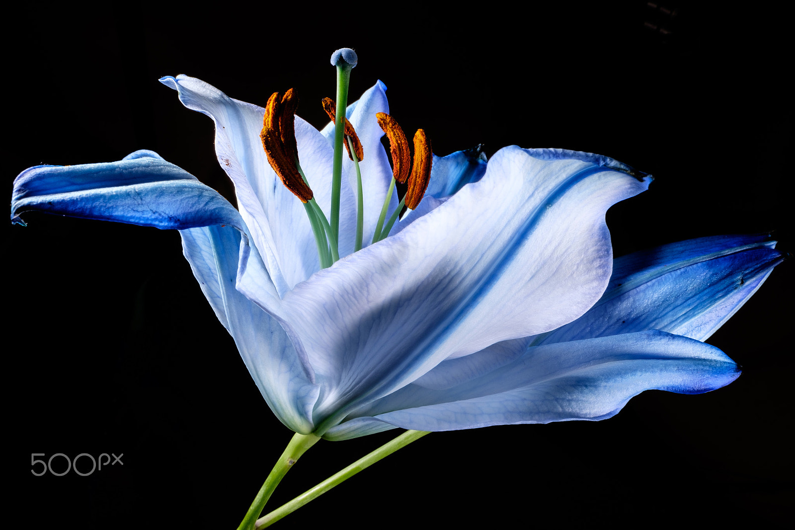 Fujifilm XF 16mm F1.4 R WR sample photo. Blue oriental lily photography