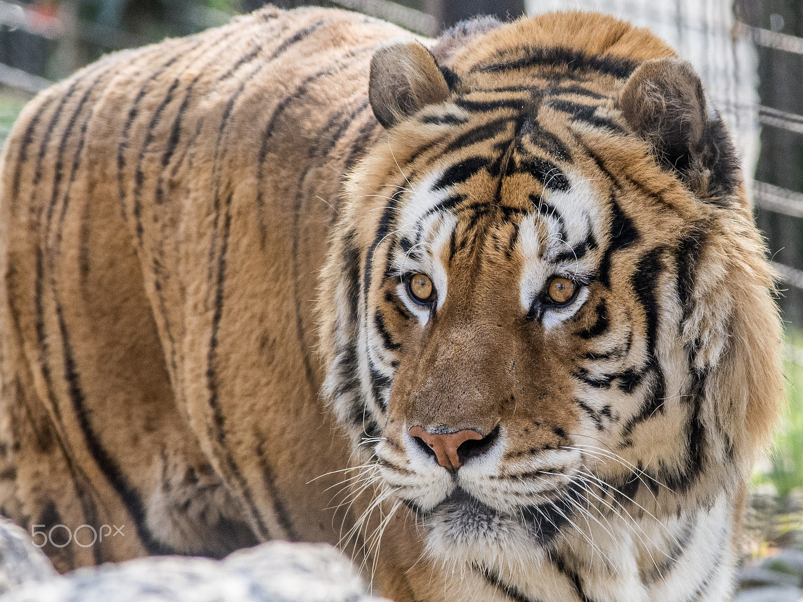 Nikon D7200 sample photo. Tiger photography