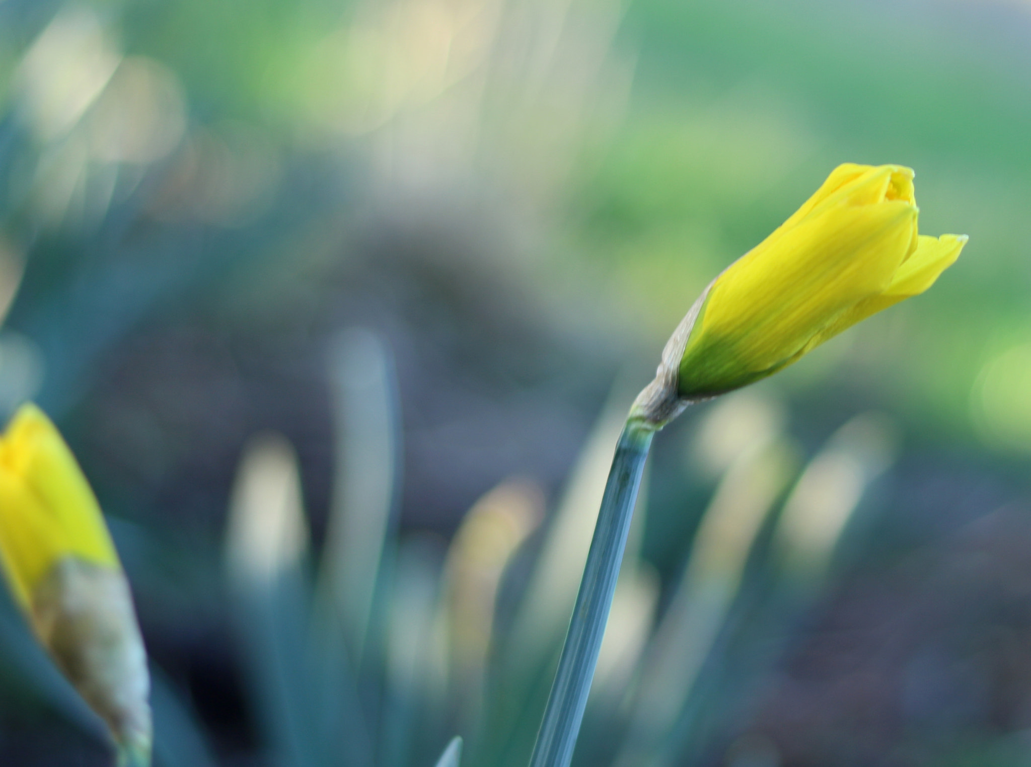 Canon EOS 760D (EOS Rebel T6s / EOS 8000D) + Canon EF 50mm F1.8 STM sample photo. Spring has sprung photography