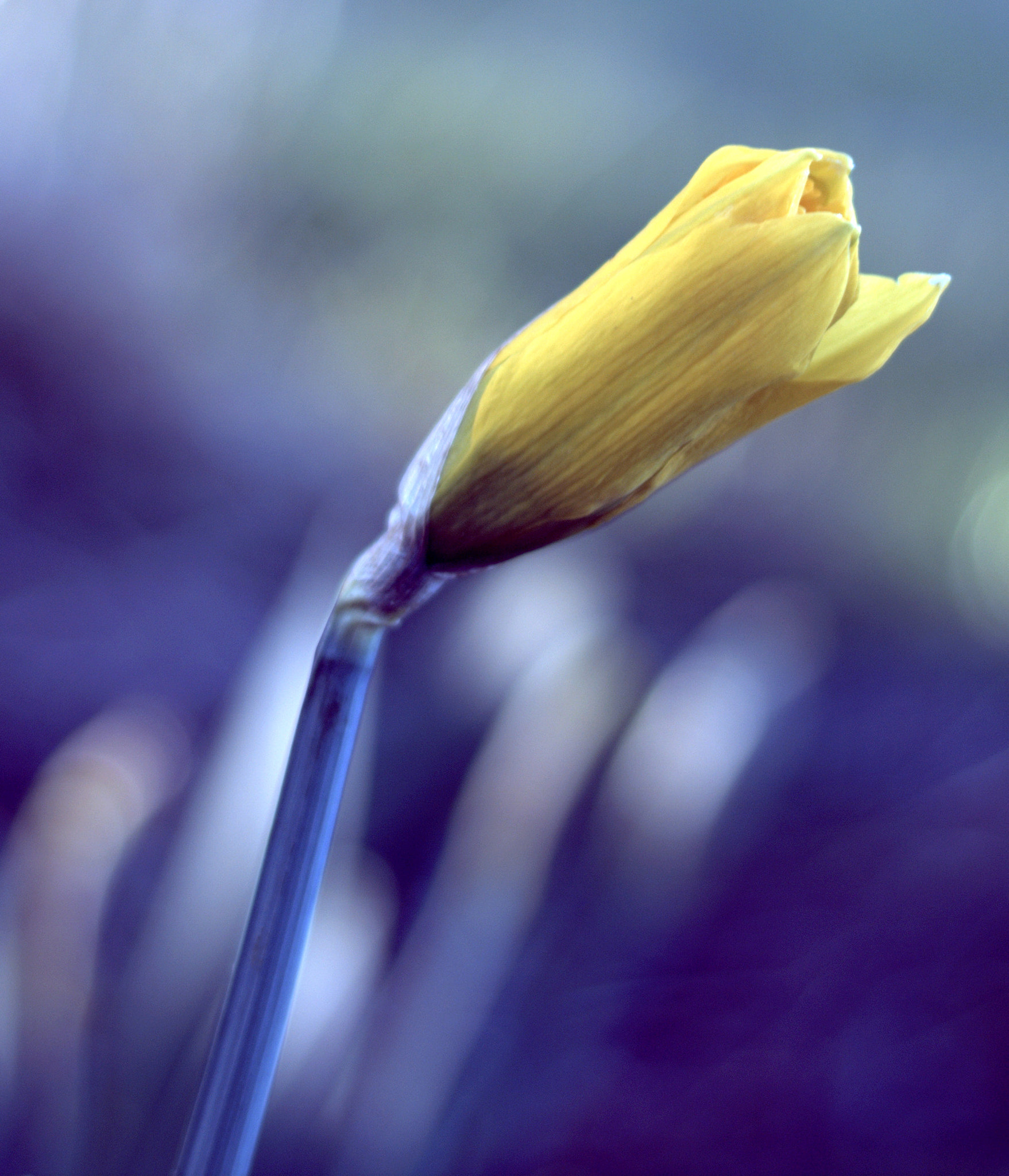 Canon EOS 760D (EOS Rebel T6s / EOS 8000D) + Canon EF 50mm F1.8 STM sample photo. Spring has sprung photography