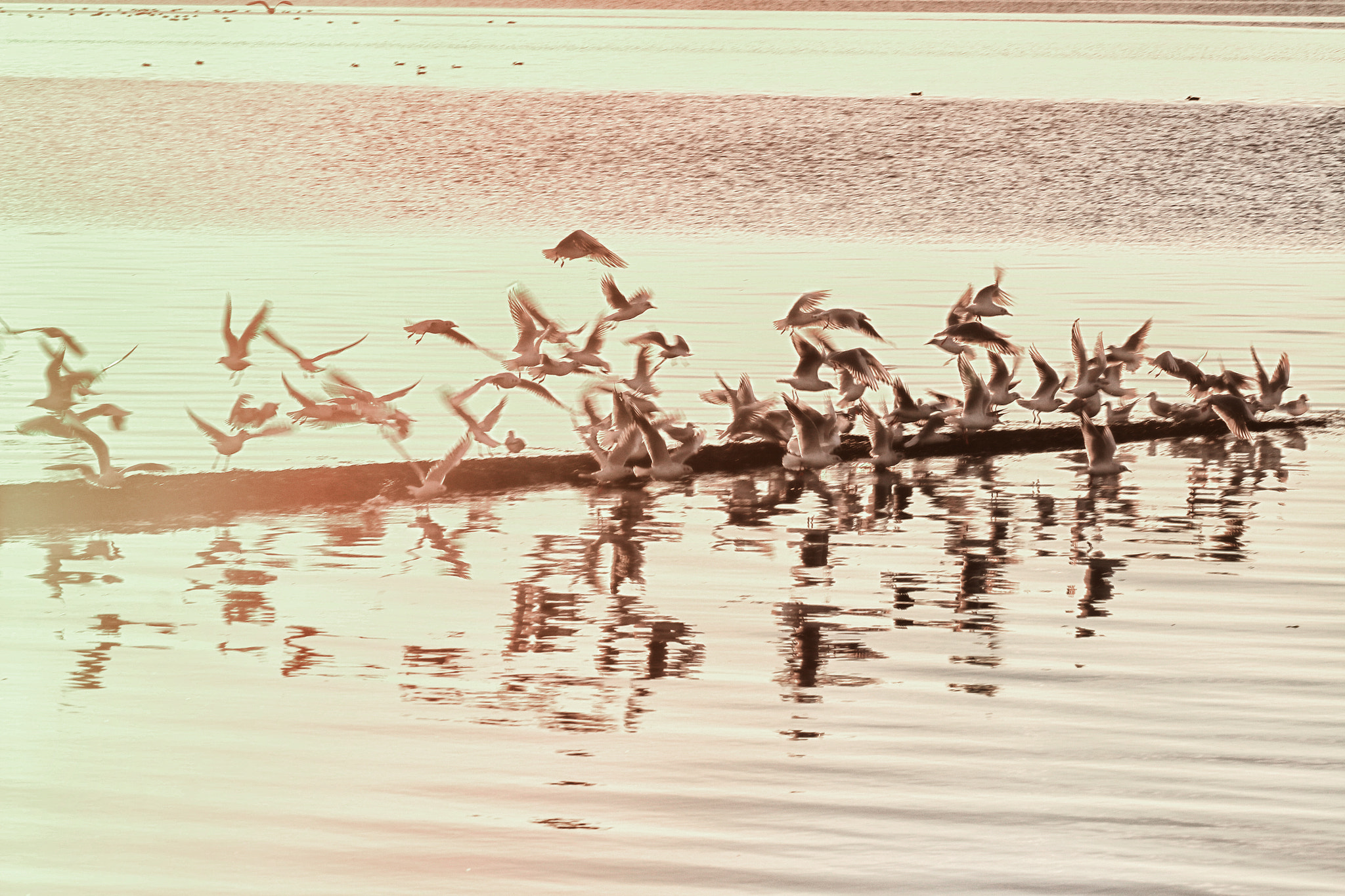 Sigma APO Macro 150mm f/2.8 EX DG HSM sample photo. Flight of the seagulls photography