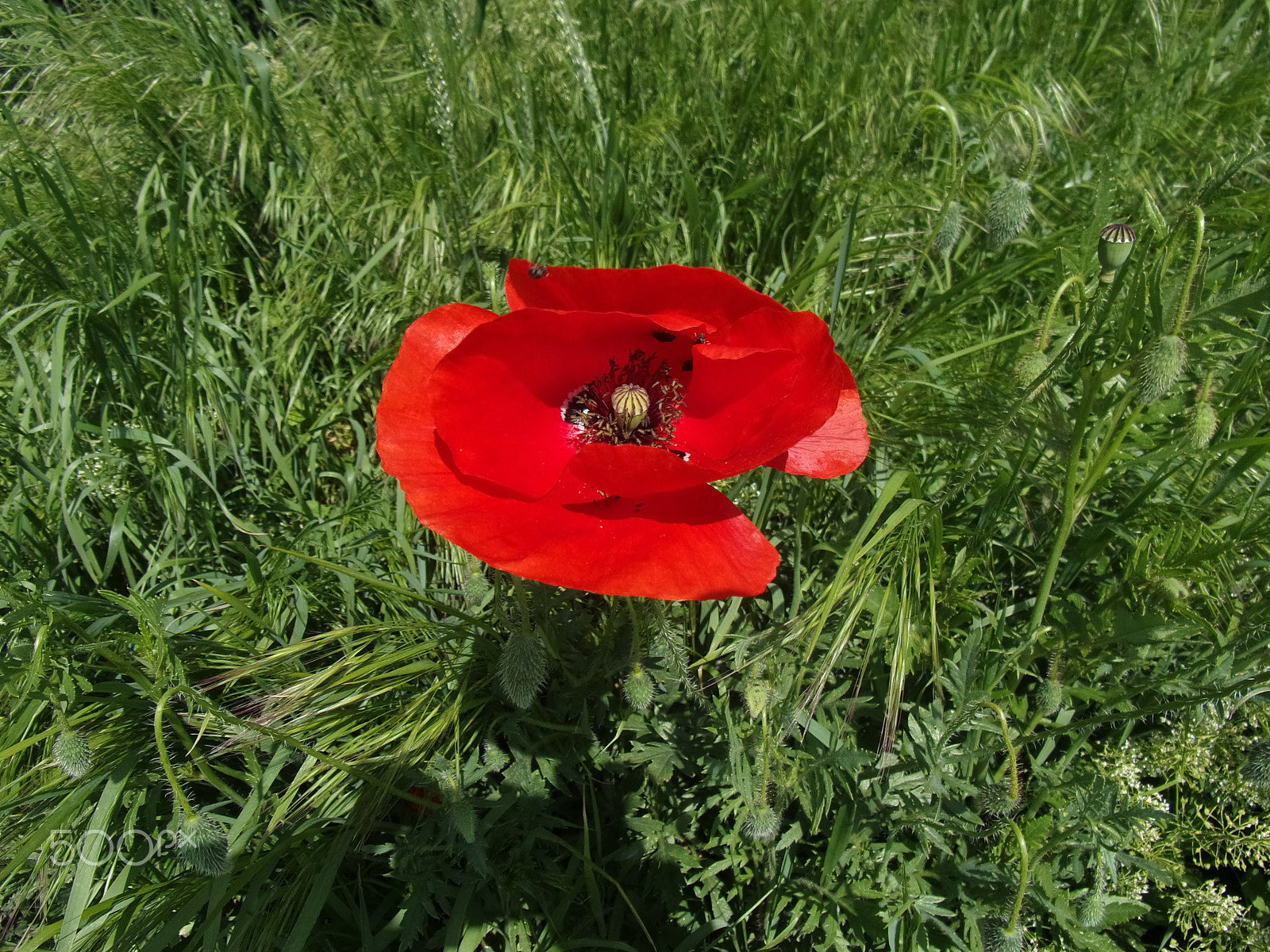 Kodak PIXPRO FZ151 sample photo. A poppy flower in the grass. photography