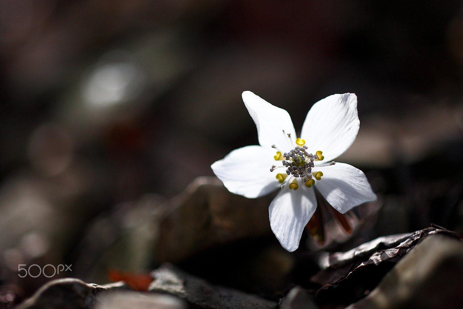 Canon EOS-1Ds Mark III + ZEISS Makro-Planar T* 50mm F2 sample photo. Just feel the nature - eranthis byunsanensis photography