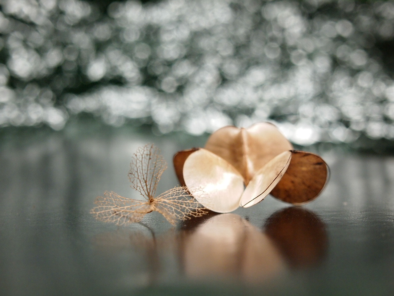 Olympus PEN E-PL2 sample photo. GolＤ & silver photography