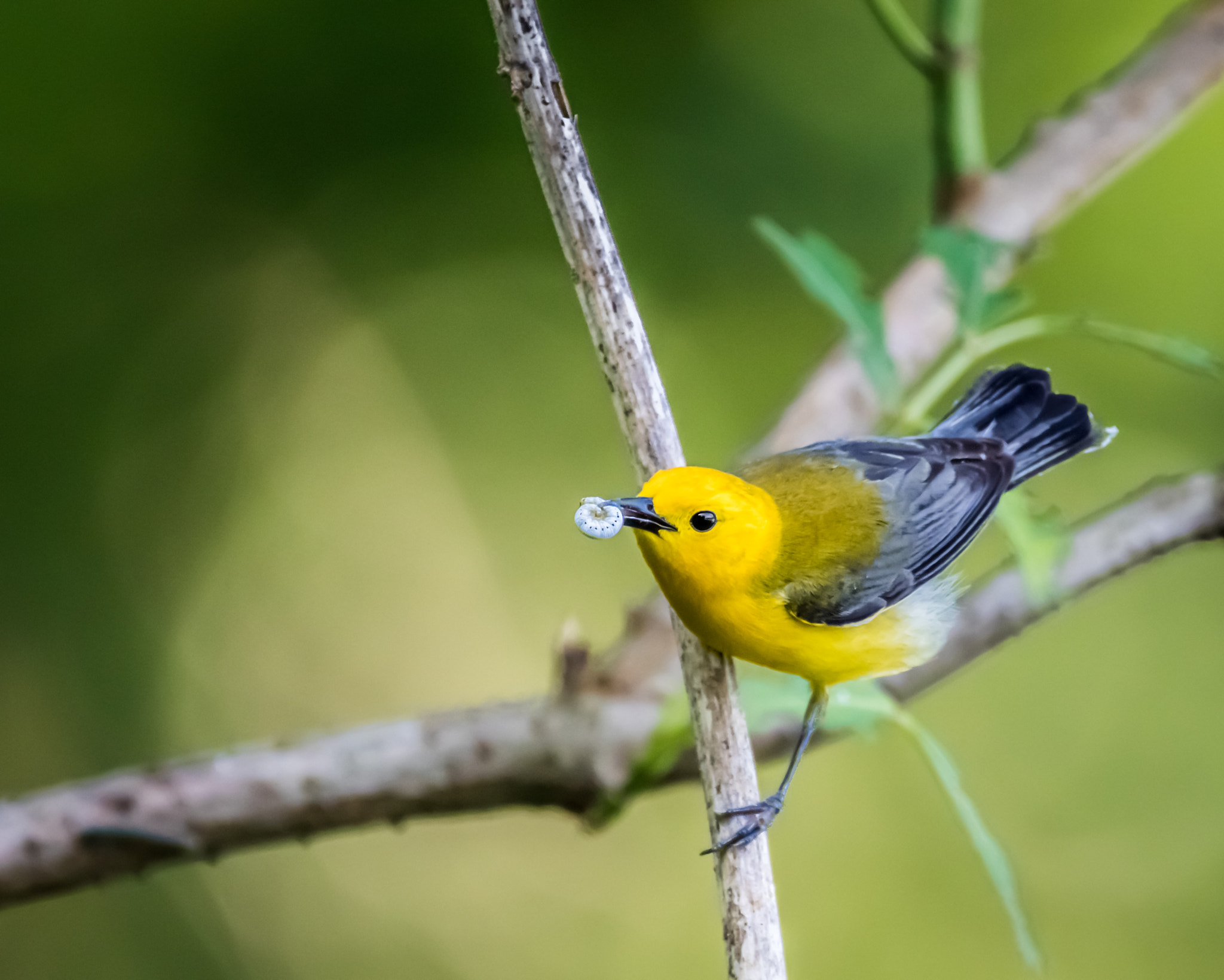 150-600mm F5-6.3 DG OS HSM | Contemporary 015 sample photo. Yellow photography