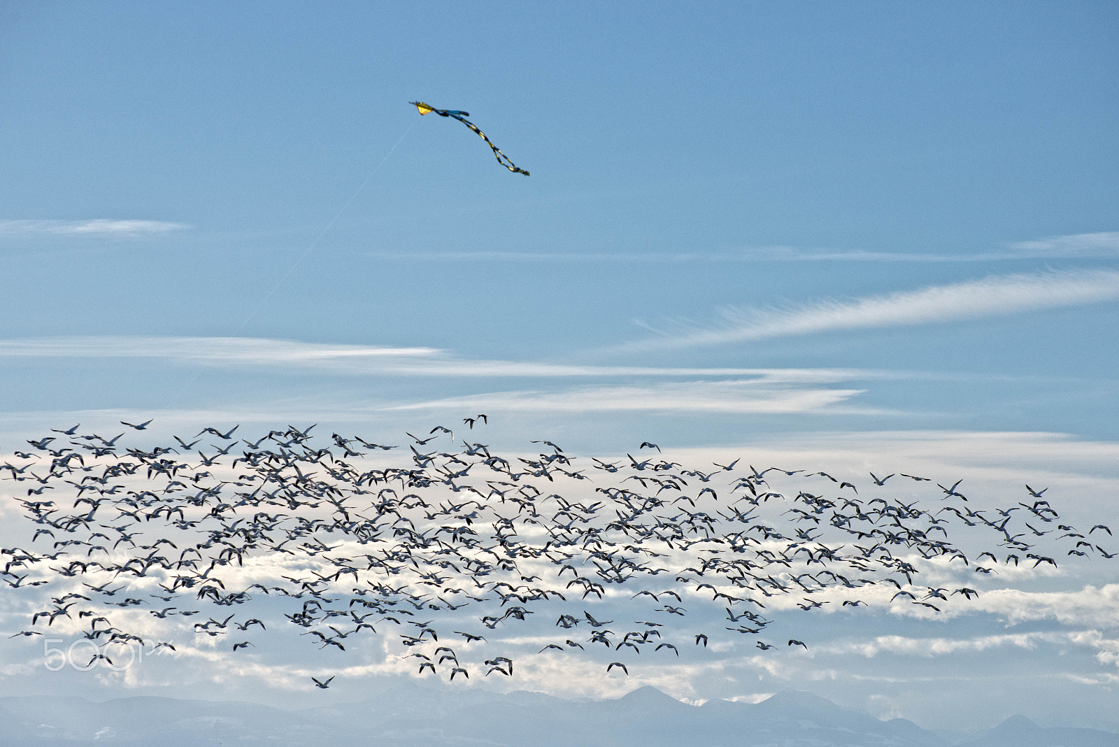Nikon D800 sample photo. More than one kite photography