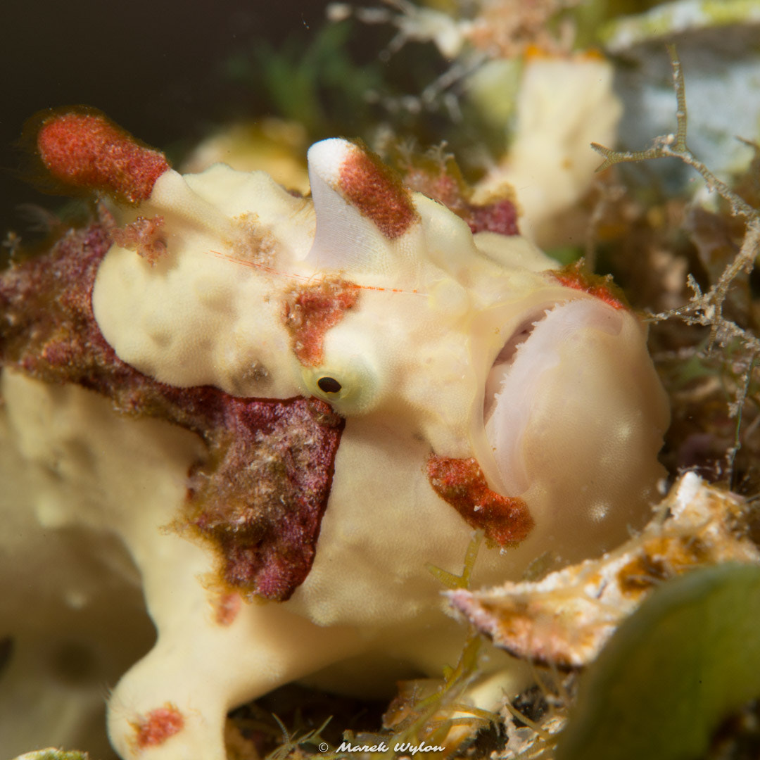 Nikon AF-S Micro-Nikkor 60mm F2.8G ED sample photo. Warty frogfish | fiji | 2014.11.04 photography
