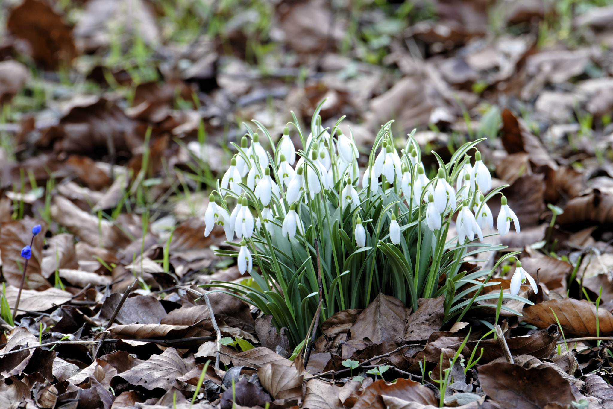 Nikon D810 sample photo. Schneeglökchen in von alten garten,hannover. photography