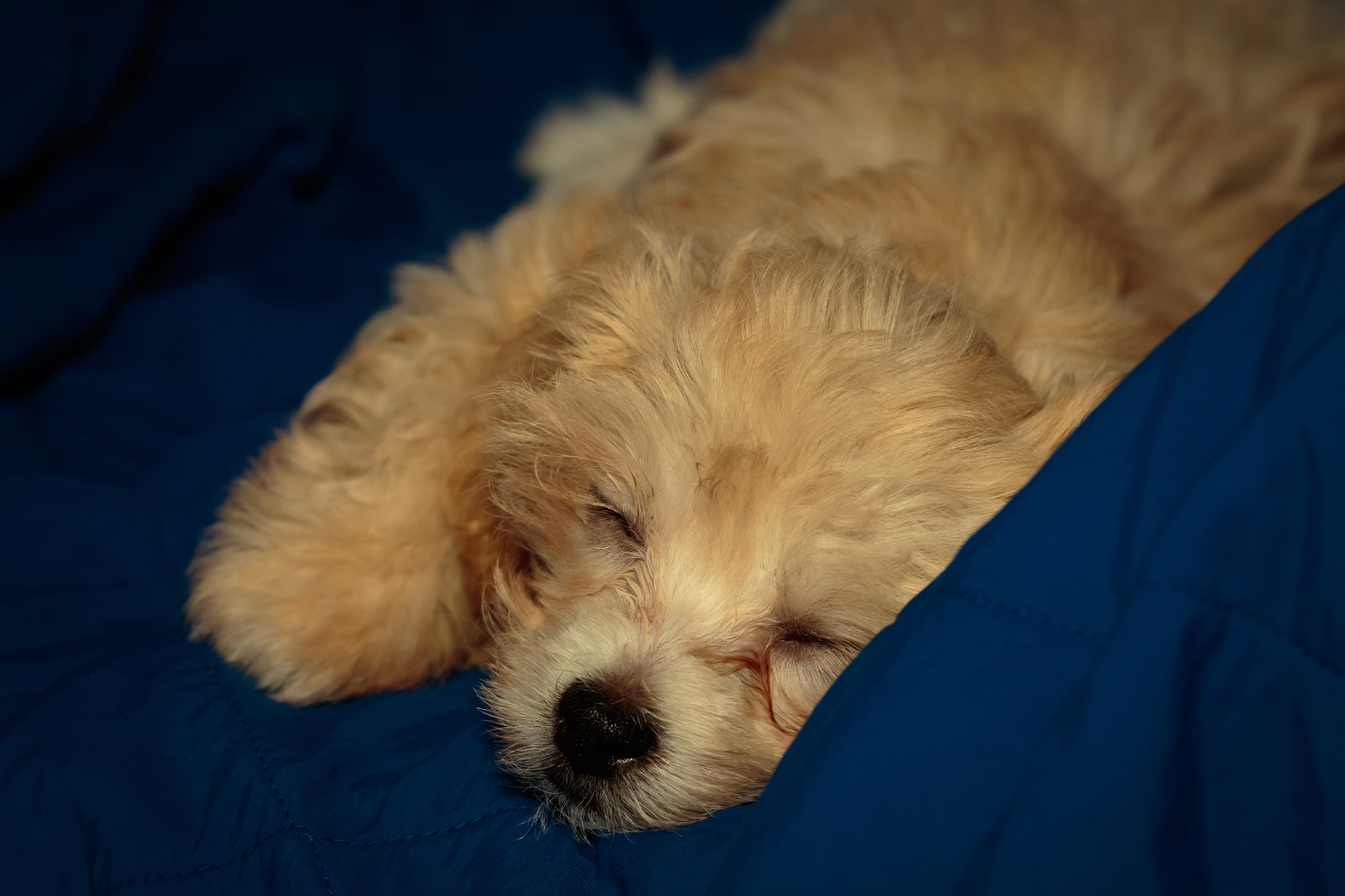 Canon EF 100mm F2.8 Macro USM sample photo. This is buddy photography