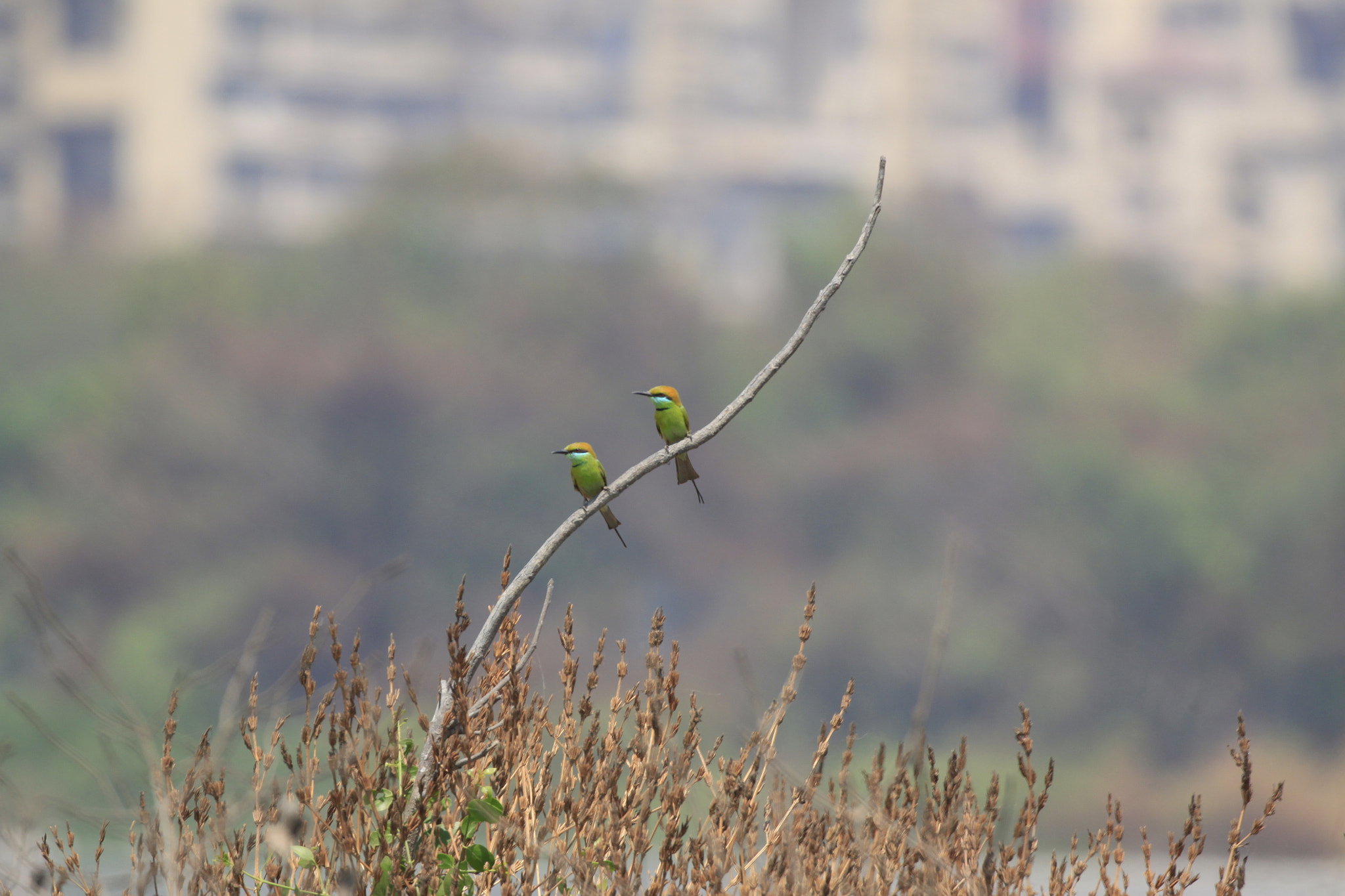 Canon EOS 500D (EOS Rebel T1i / EOS Kiss X3) + Canon EF 100-400mm F4.5-5.6L IS II USM sample photo. 2 green bee-eaters photography