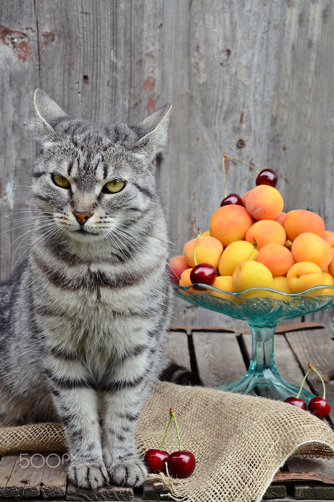 Sigma 18-200mm F3.5-6.3 II DC OS HSM sample photo. Grey cat photography