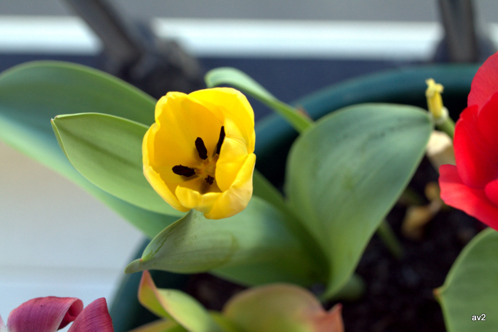 Canon EF 100mm F2.8L Macro IS USM sample photo. Colores primaverales photography