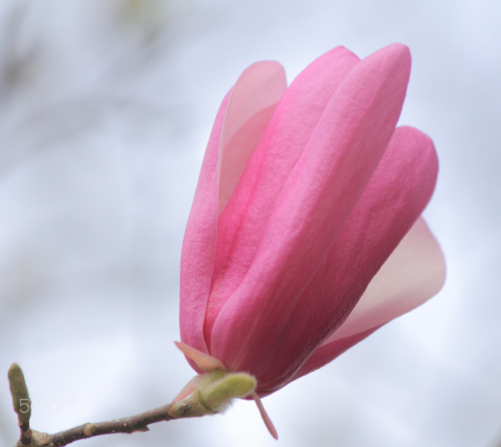 Canon EF-S 55-250mm F4-5.6 IS sample photo. Hot pink blossom photography