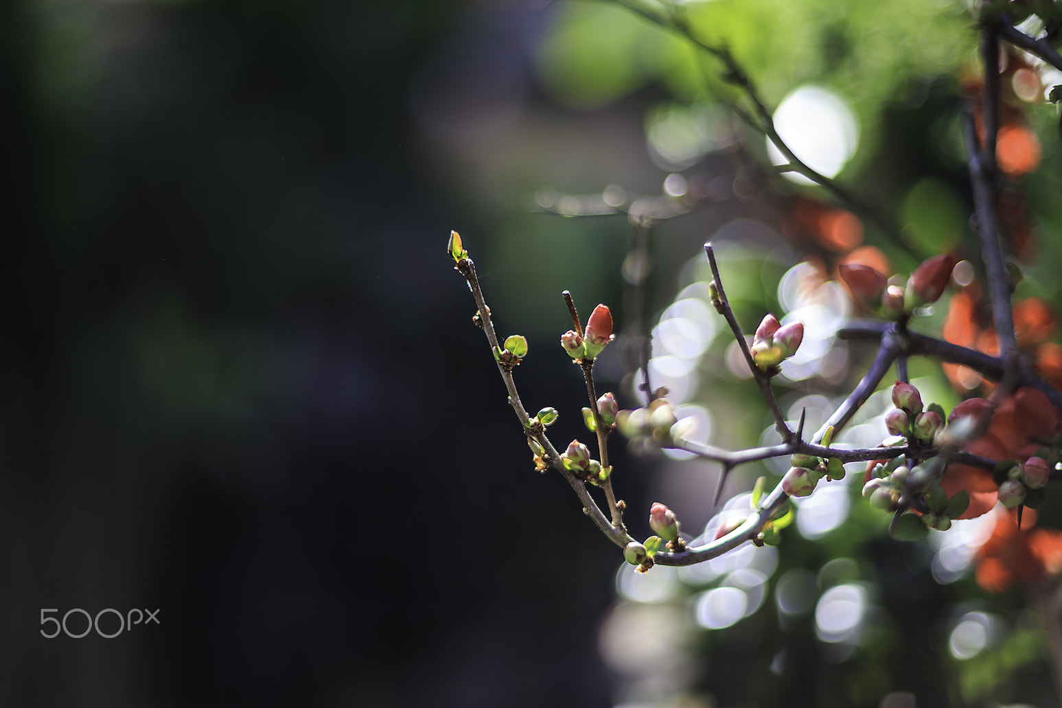 Canon EOS-1D X sample photo. Flowering quince. photography