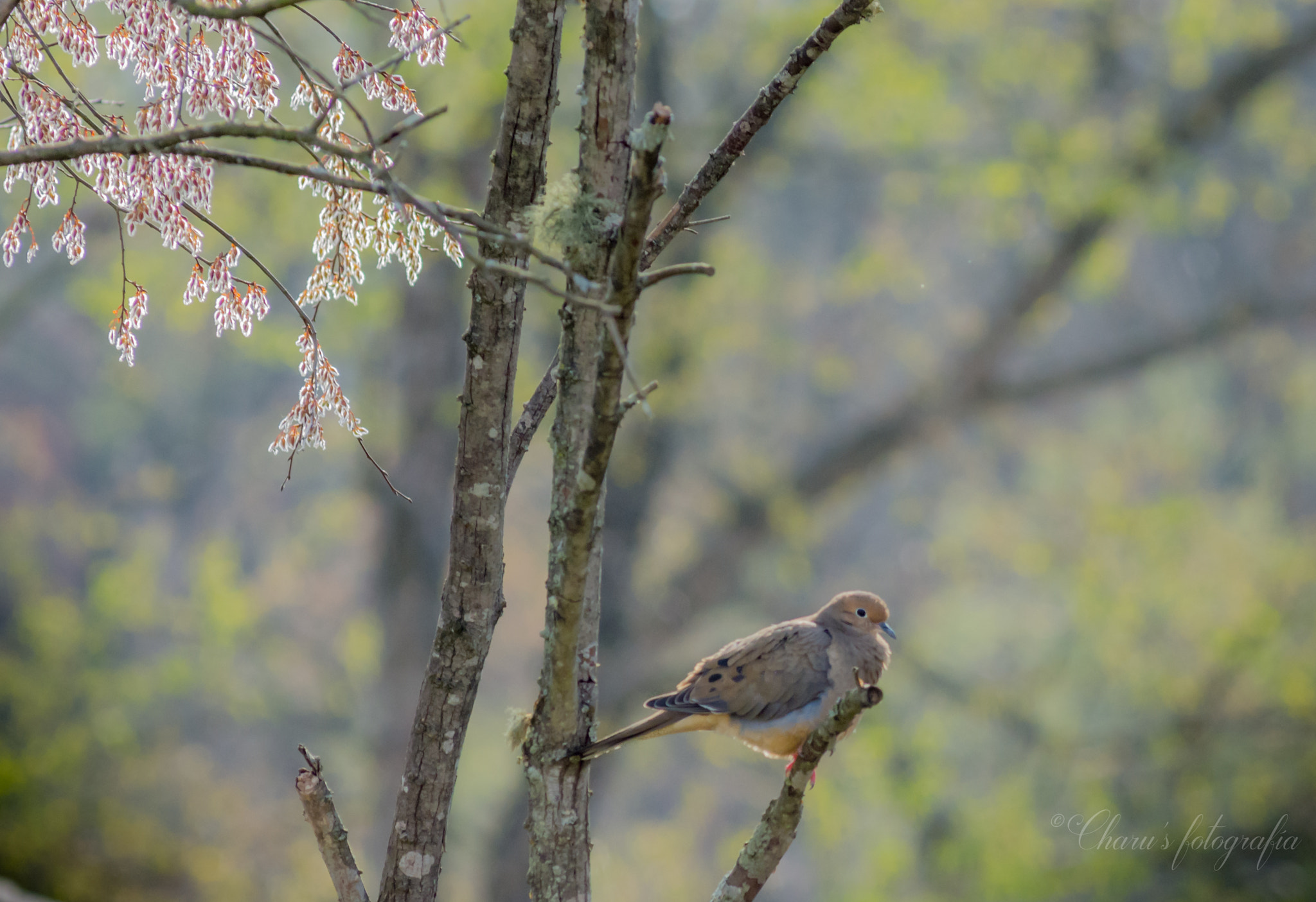 Nikon AF-Nikkor 80-200mm F2.8D ED sample photo. Dove photography
