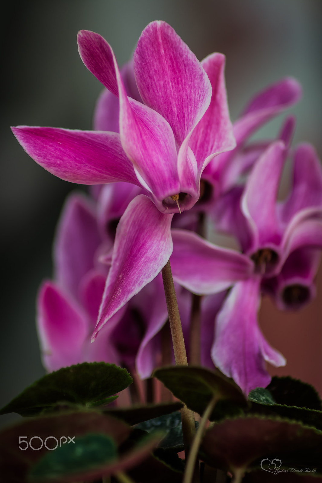 Nikon D5200 + Sigma 50-150mm F2.8 EX APO DC HSM II + 1.4x sample photo. Matecsa elemer istvan - cyclamen (px) photography