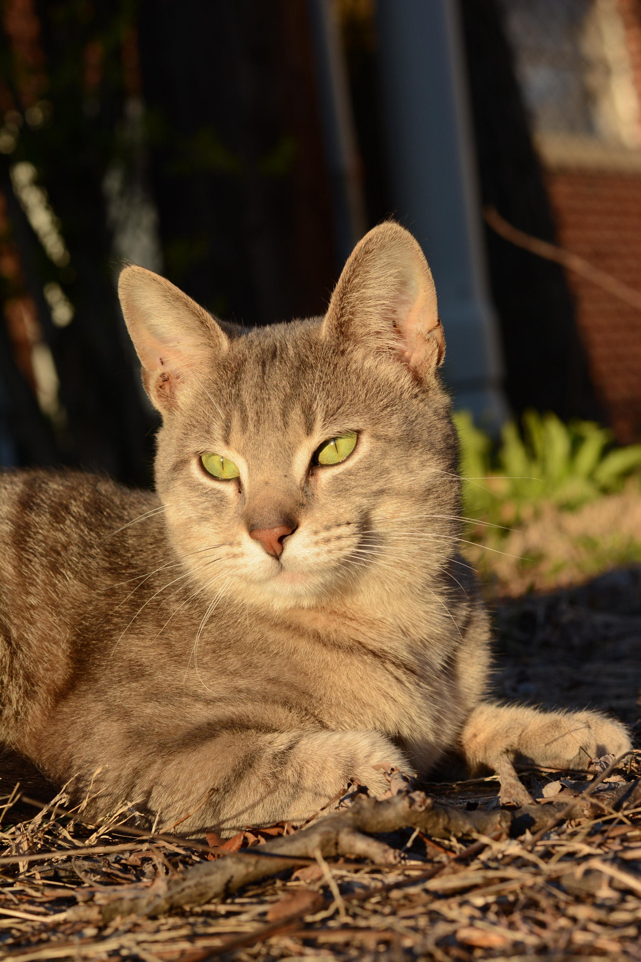 Voigtlander Nokton 58mm F1.4 SLII sample photo. Bug in the sun photography