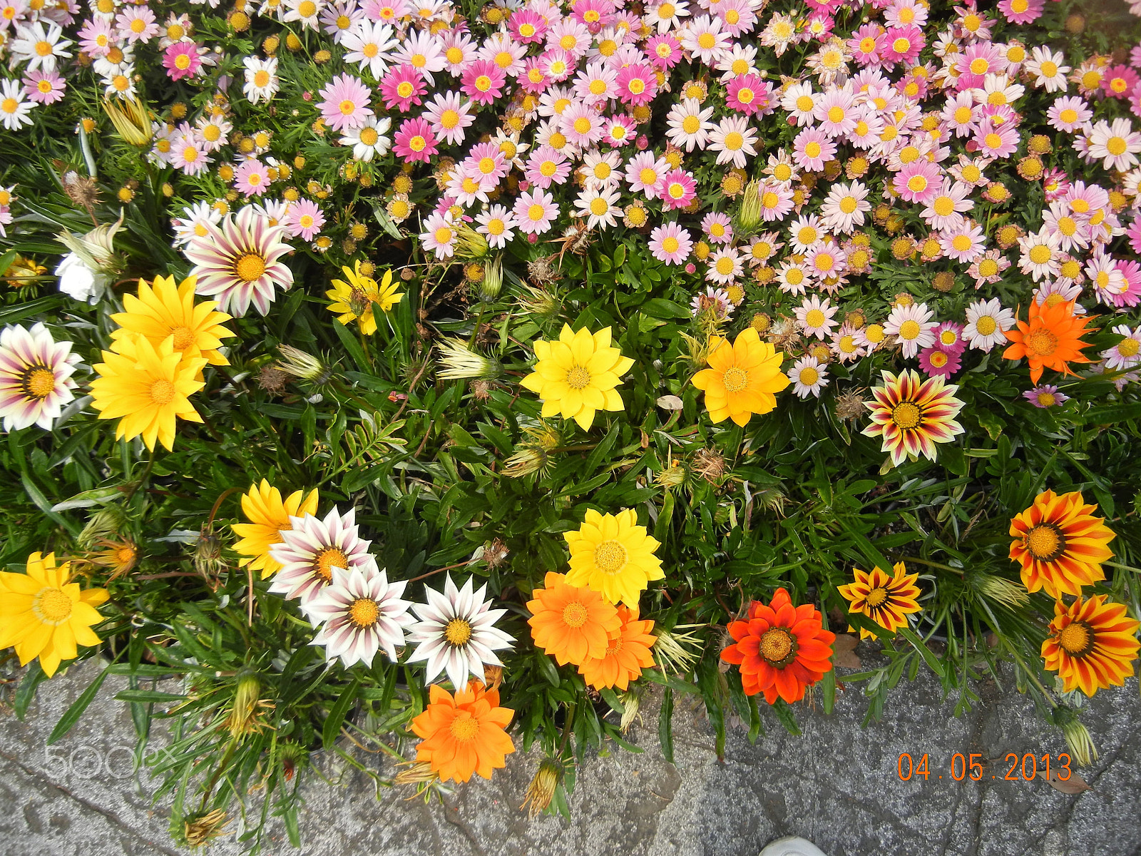 Nikon Coolpix S8100 sample photo. Suzhou flowers photography