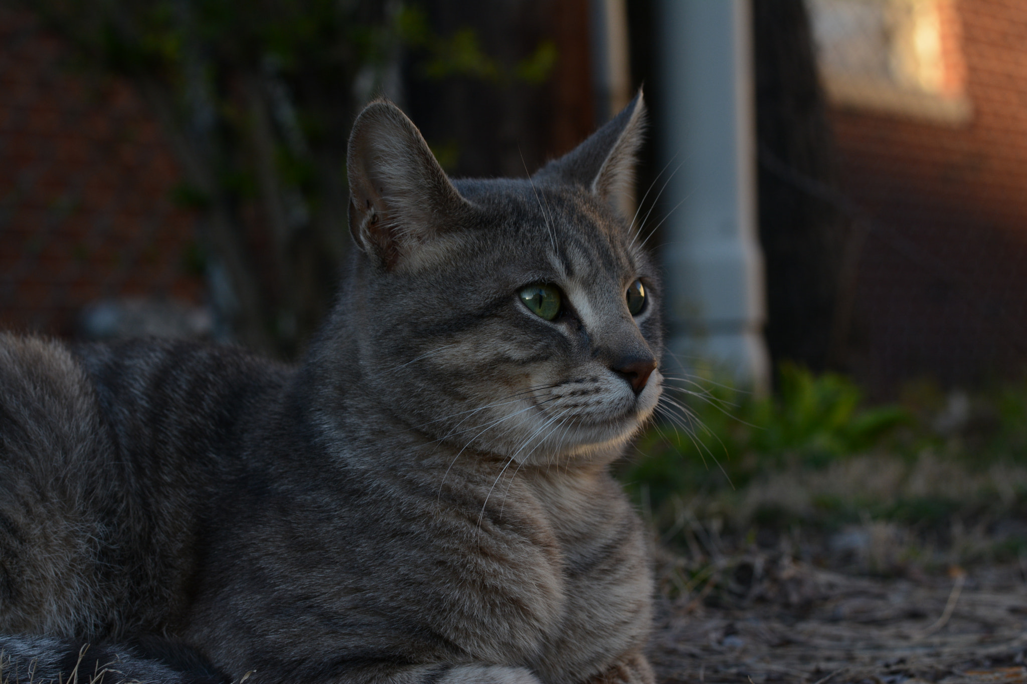 Voigtlander Nokton 58mm F1.4 SLII sample photo. Bug in the shade photography