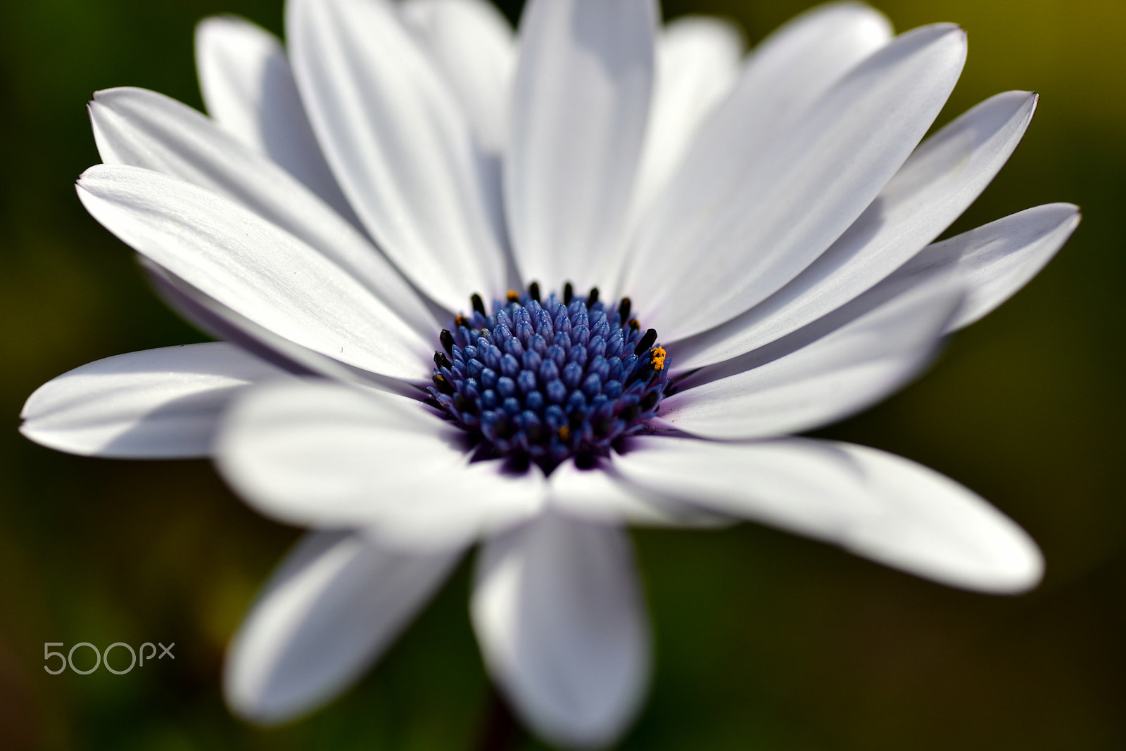 Nikon D600 sample photo. White and blue photography