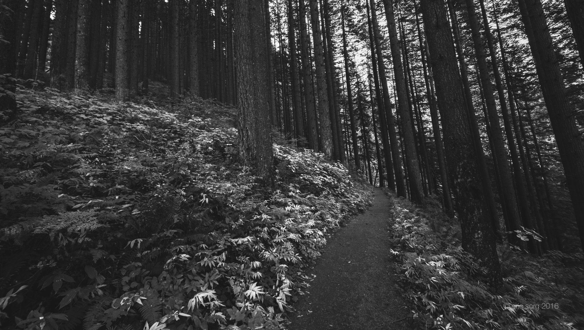 Nikon D7200 sample photo. Multnomah falls trail photography
