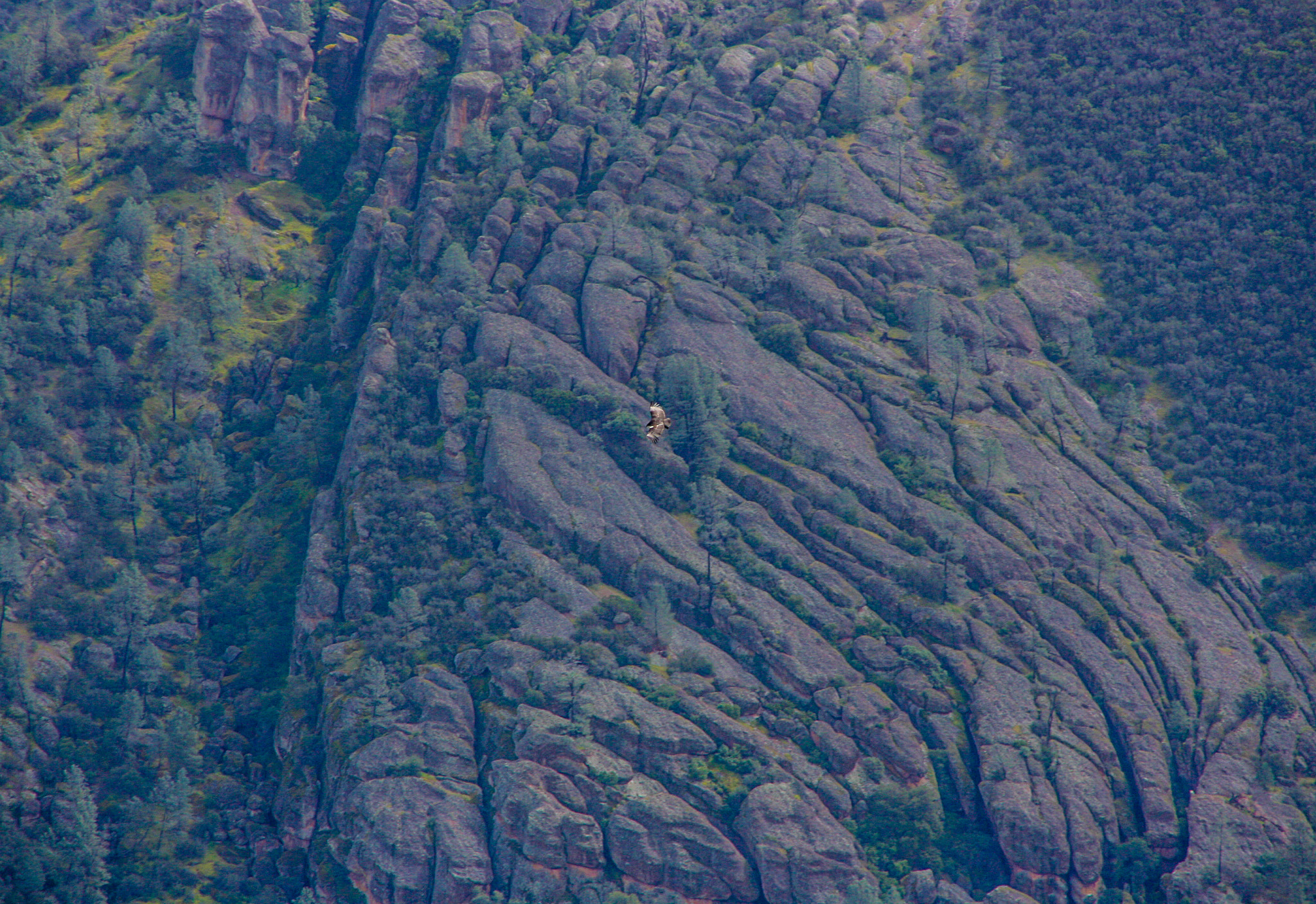 Canon TS-E 90mm F2.8 Tilt-Shift sample photo. Condors photography