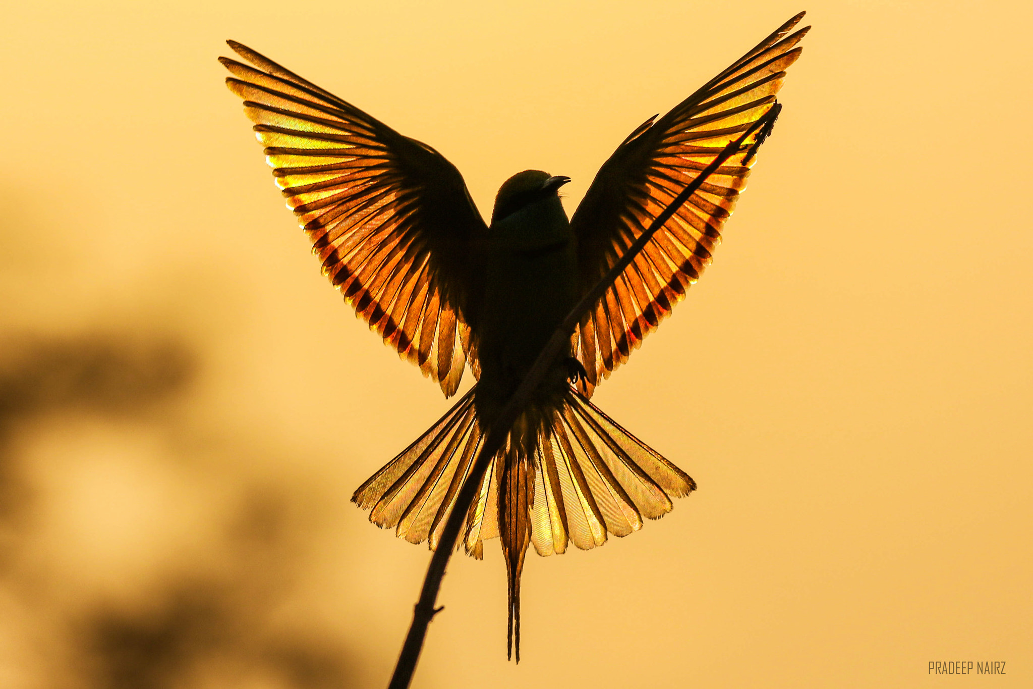 150-600mm F5-6.3 DG OS HSM | Contemporary 015 sample photo. Wings of fire photography
