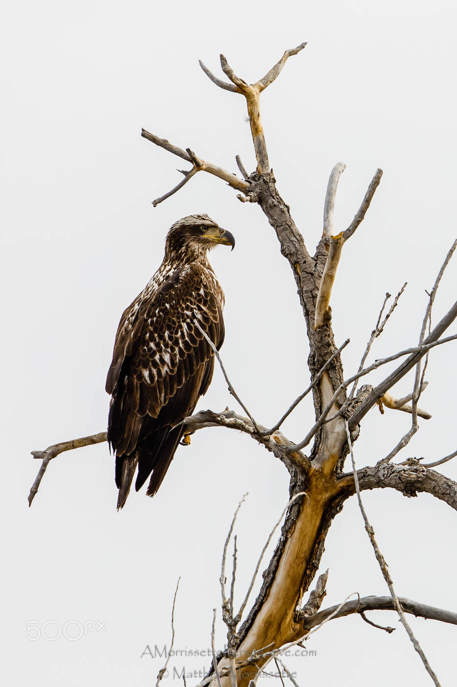 Canon EF 500mm F4L IS II USM sample photo. Juvenile bald eagle photography