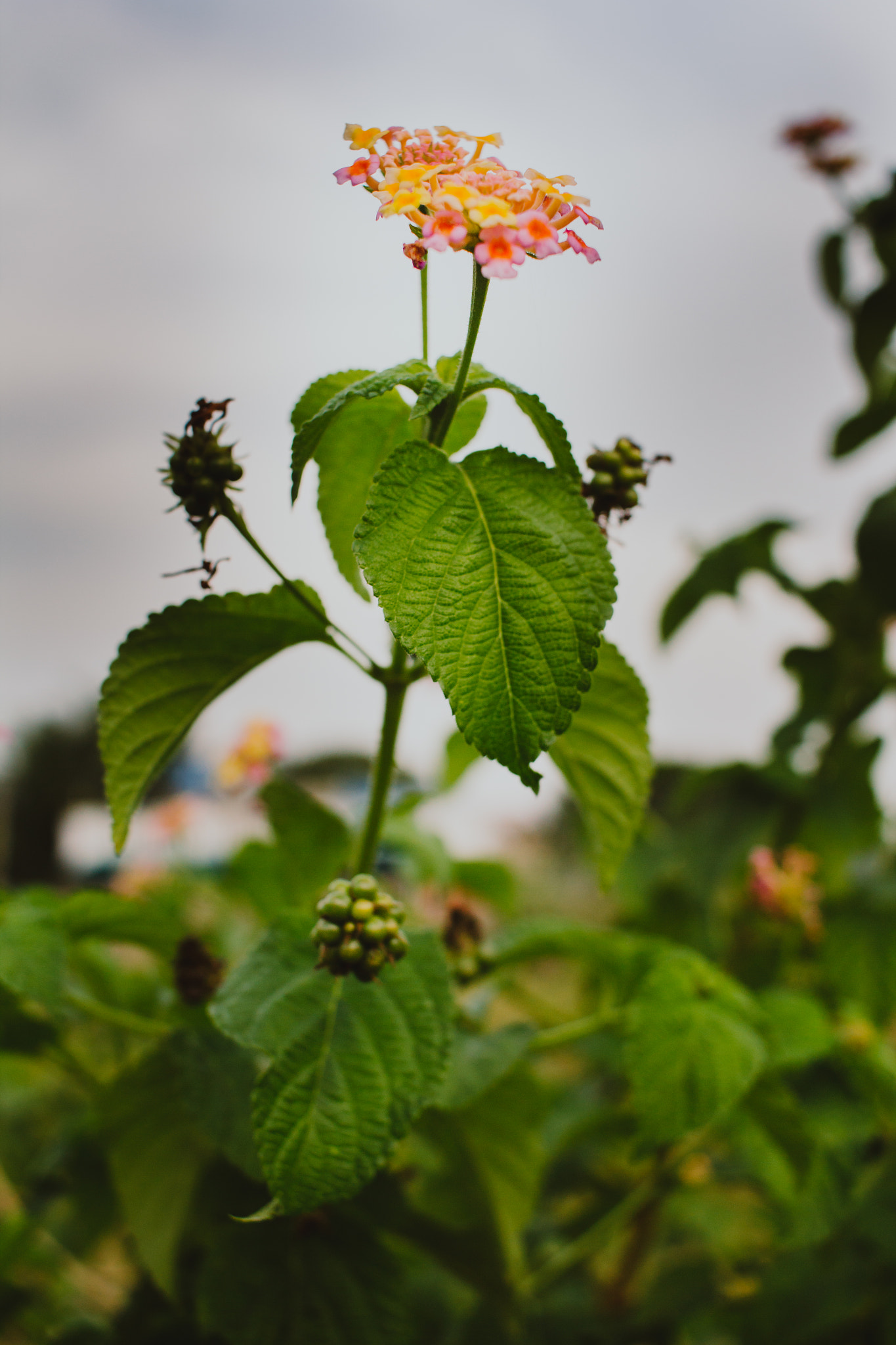 Canon EF-S 24mm F2.8 STM sample photo. Flower on paveway. photography