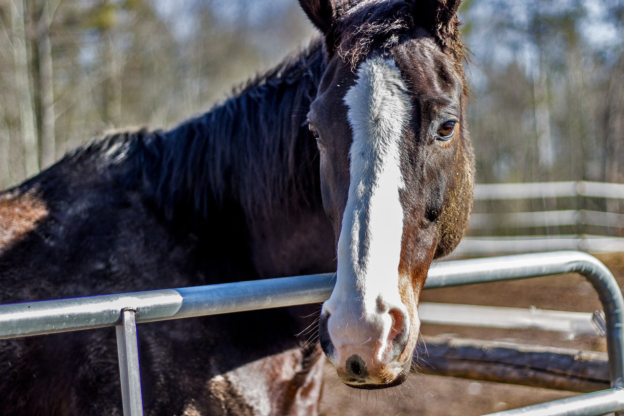 Canon EOS 100D (EOS Rebel SL1 / EOS Kiss X7) sample photo. Clear horse photography