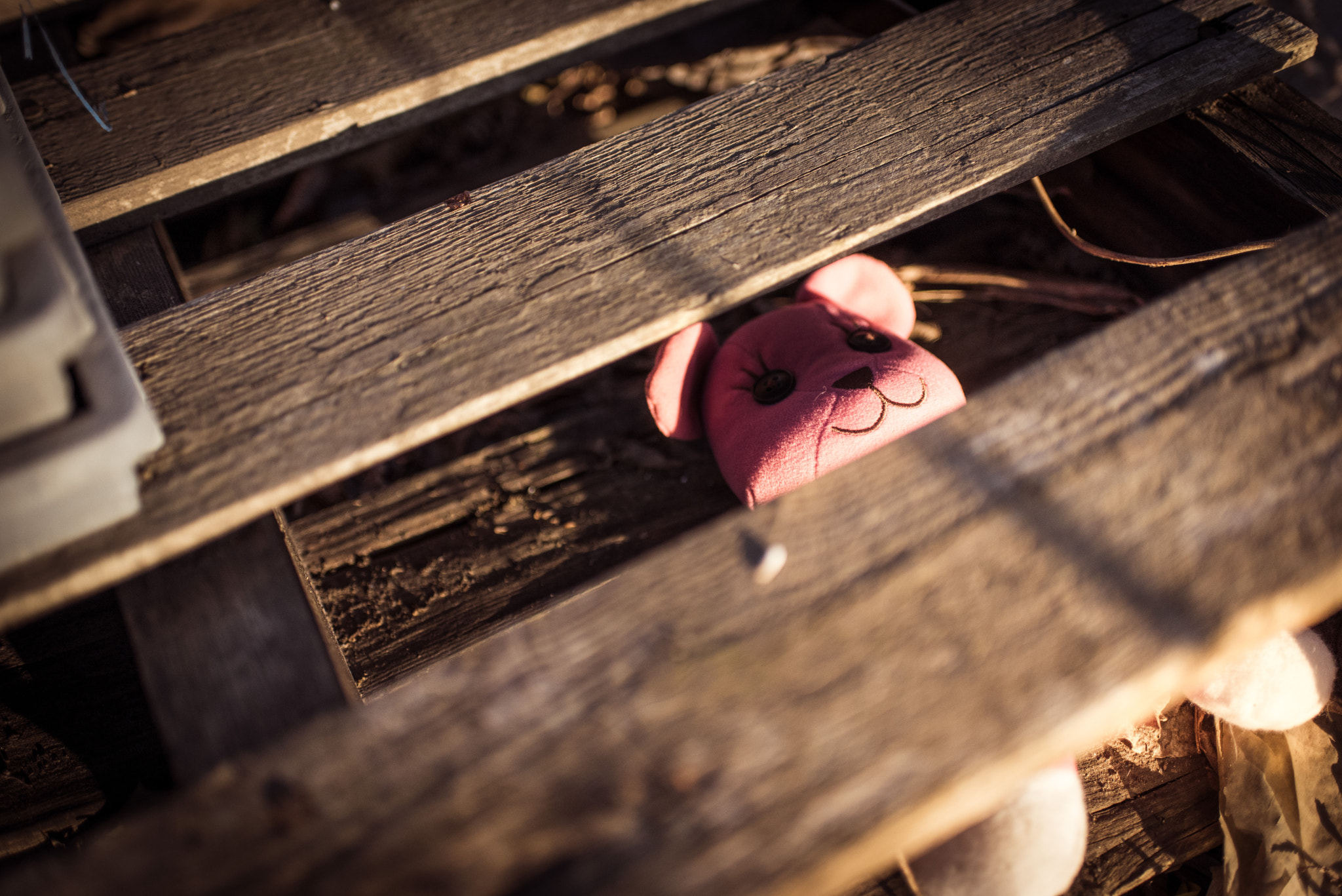 Nikon D750 + Nikon AF-S Nikkor 35mm F1.8G ED sample photo. Pet photography