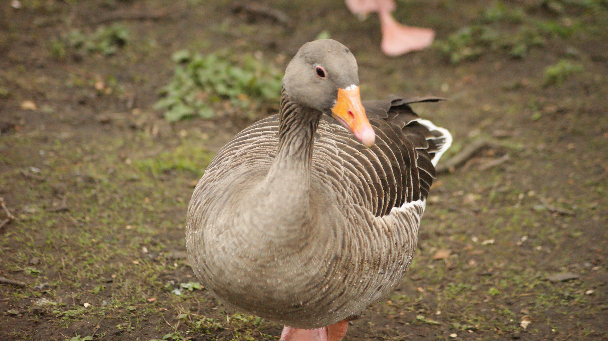 Sony Alpha DSLR-A380 + Sony DT 55-200mm F4-5.6 SAM sample photo. Goose in london photography