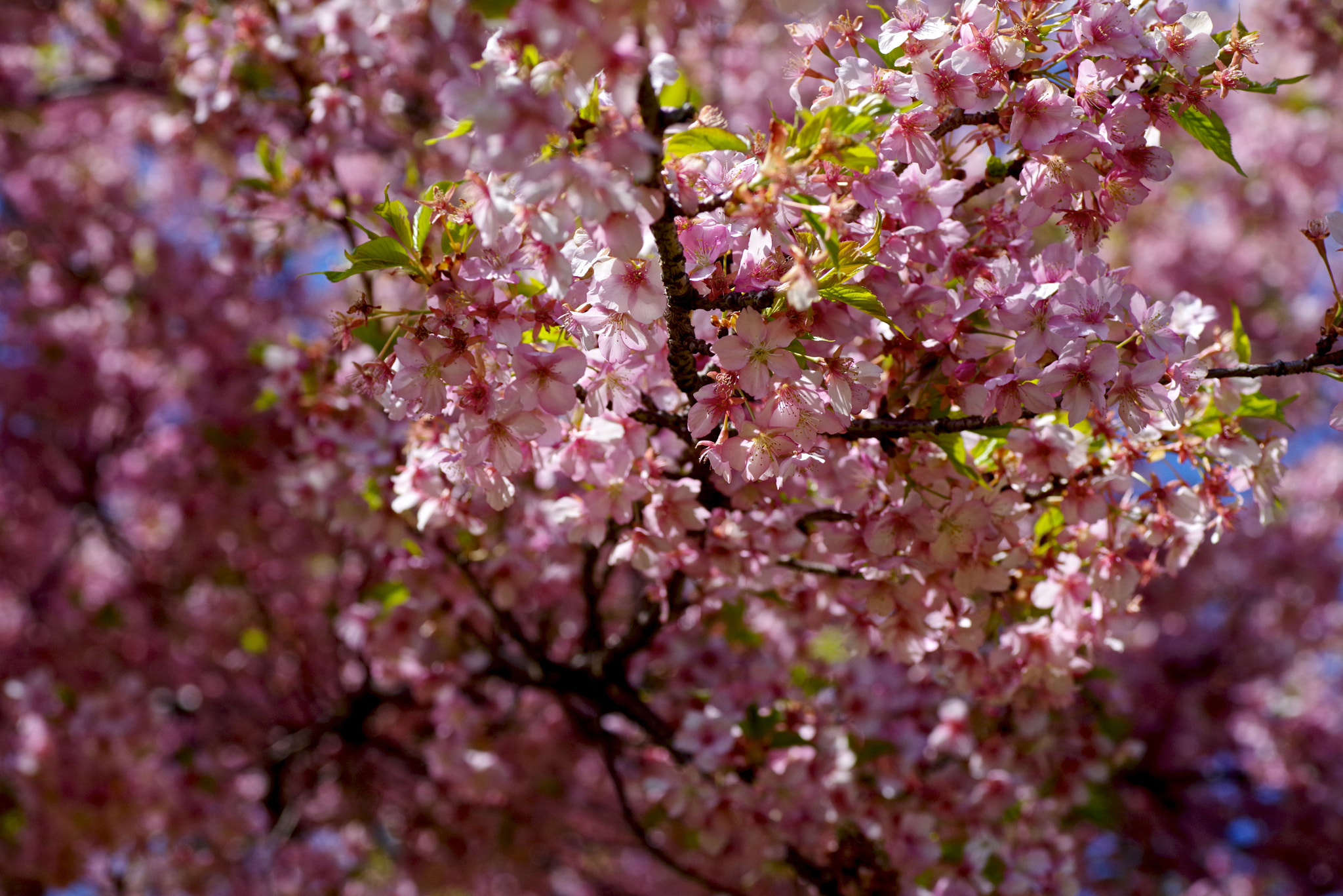 Pentax K-1 sample photo. More photography