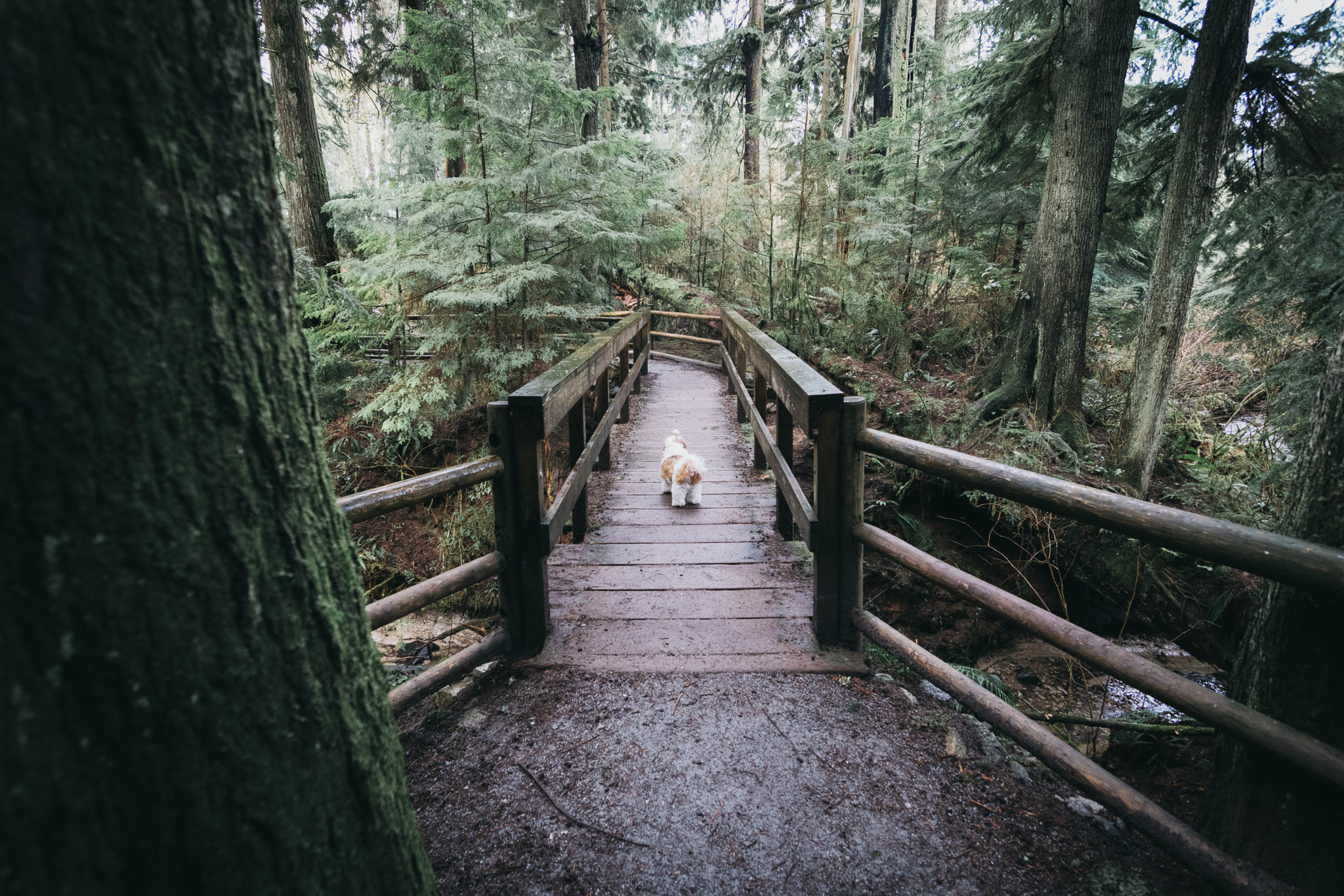 Nikon D3300 + Tokina AT-X Pro 11-16mm F2.8 DX II sample photo. House dog in the woods photography