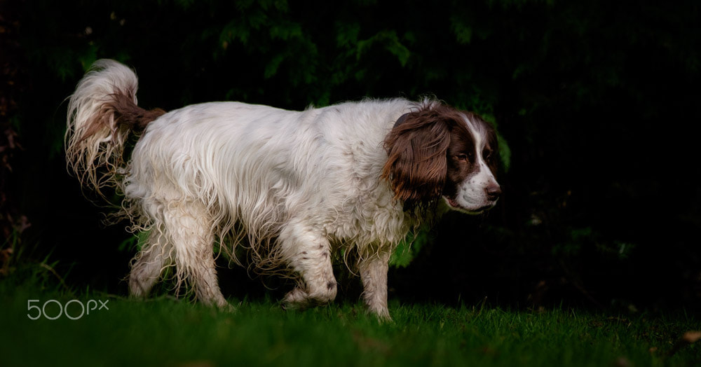 Fujifilm X-T1 + Fujifilm XF 50-140mm F2.8 R LM OIS WR sample photo. Rosie 3825 photography