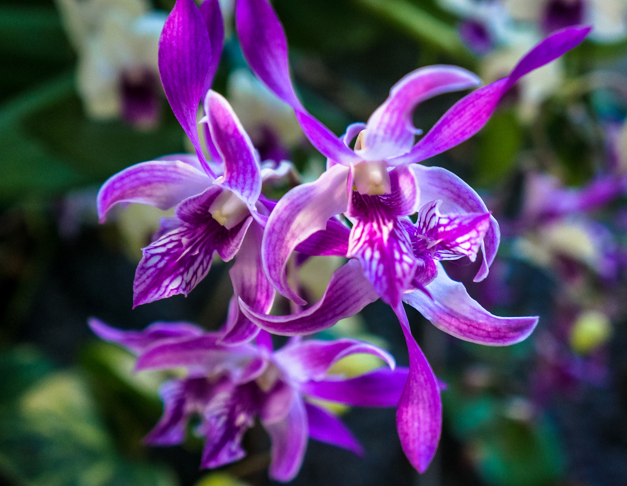 Sony Alpha NEX-5R + Sony E 18-55mm F3.5-5.6 OSS sample photo. Orchid photography