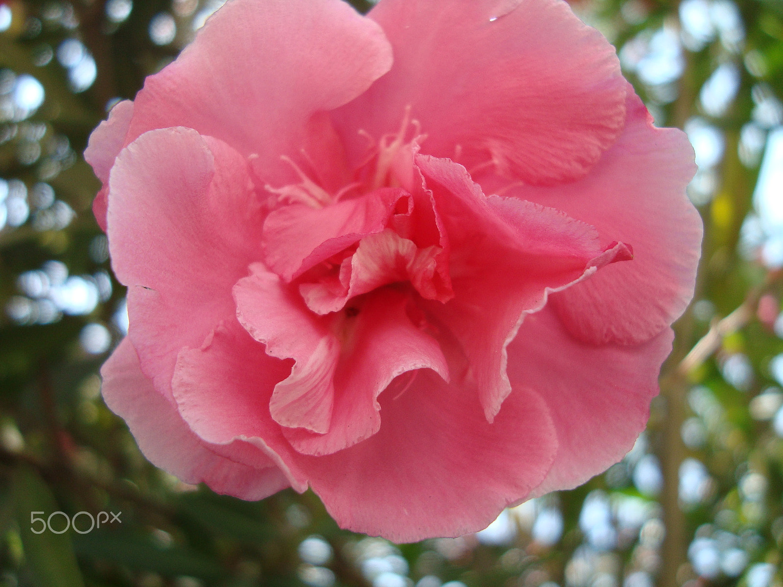 Sony Cyber-shot DSC-W120 sample photo. Pink always beauty photography